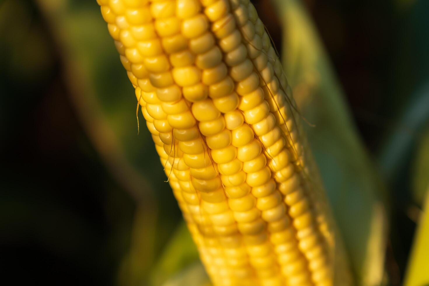 The ripe cob of corn displays vibrant yellow kernels, freshly harvested from a sprawling field under the soft glow of a late summer sun, showcasing nature's bounty photo