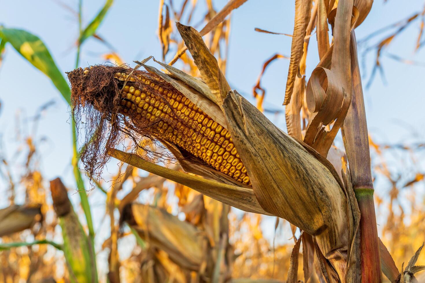 A mature cob of corn stands out with plump kernels, surrounded by dried corn stalks in a sun-drenched field, indicating a rich late summer harvest photo