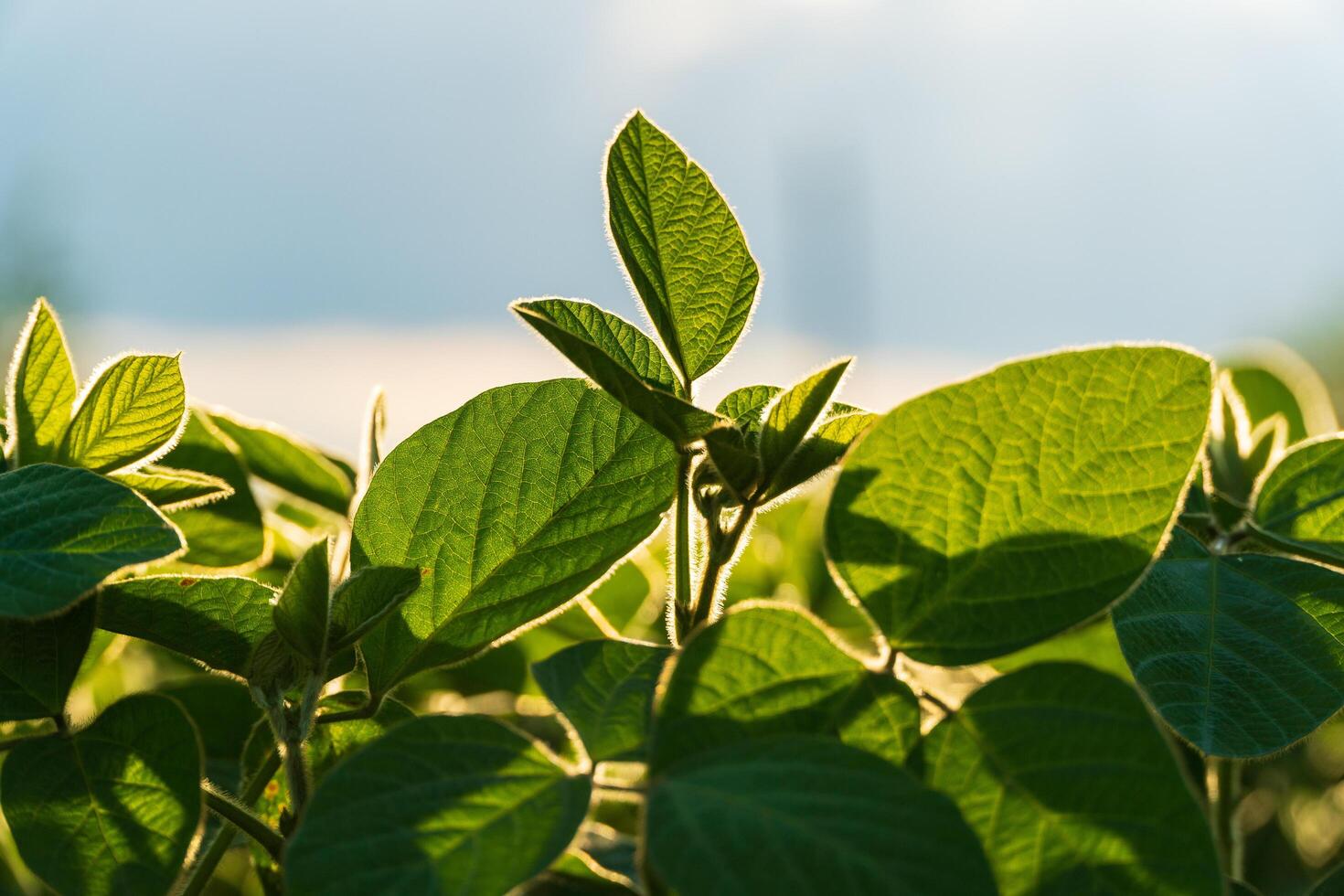Healthy soybean plants grow robustly in a sunlit field, with numerous green leaves and developing pods visible against the clear sky, indicating ripeness photo