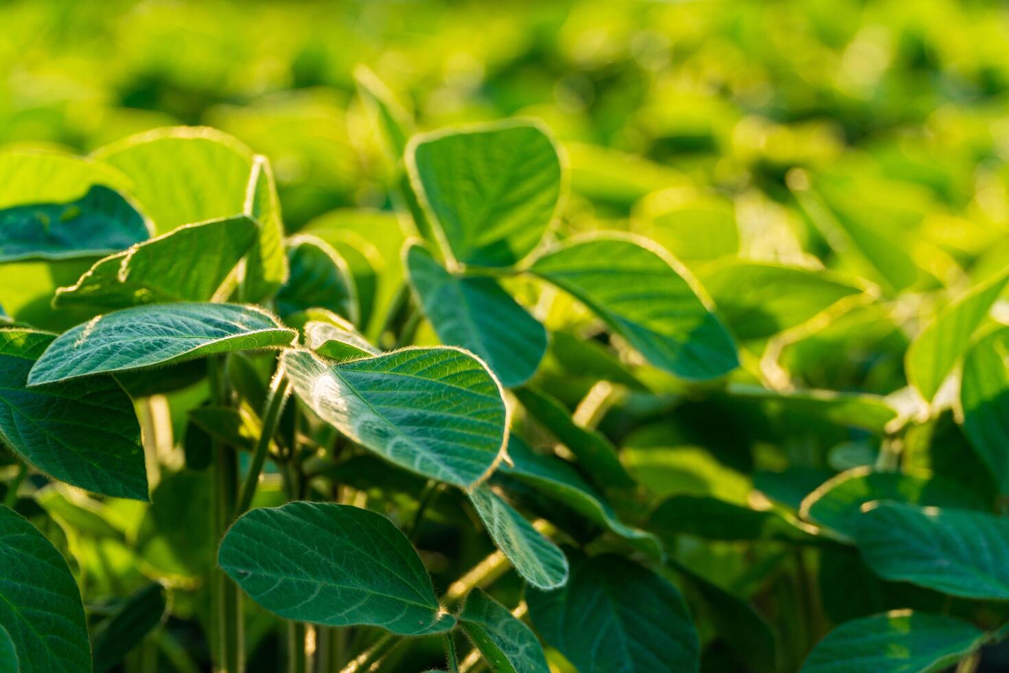 A lush soybean plantation displays vibrant green leaves and developing pods, indicating healthy growth during the prime growing season under bright sunlight photo