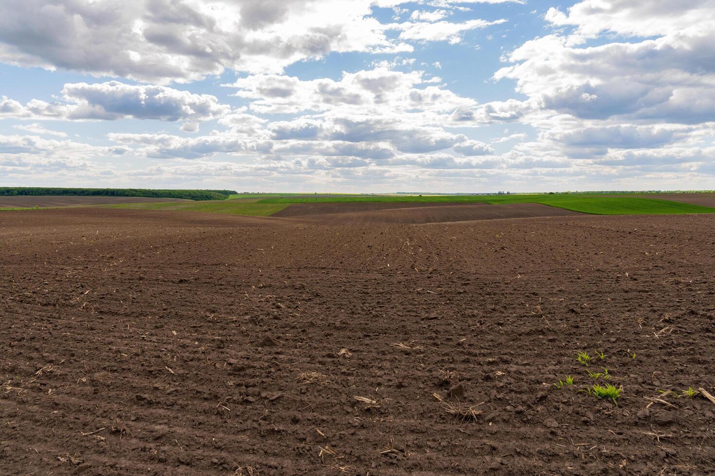 A vast plowed agricultural field stretches towards the horizon, bordered by lush green areas, while the sky features soft, white clouds and a vibrant blue backdrop photo
