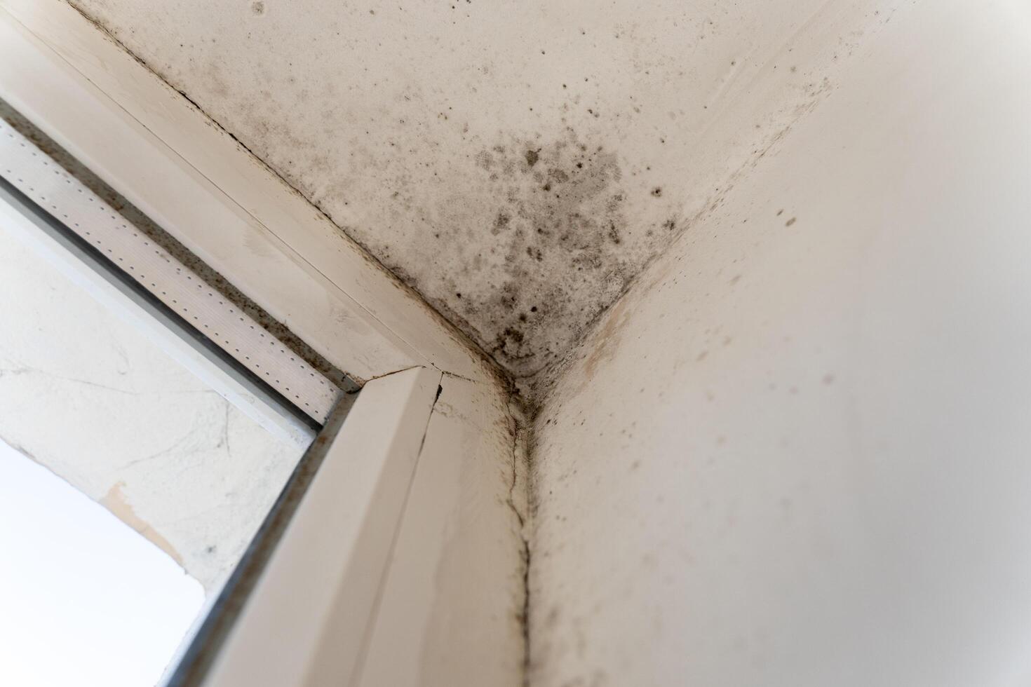 Black mould and fungus accumulate in the corner near the window, detracting from the home's appearance and creating potential health hazards for occupants photo