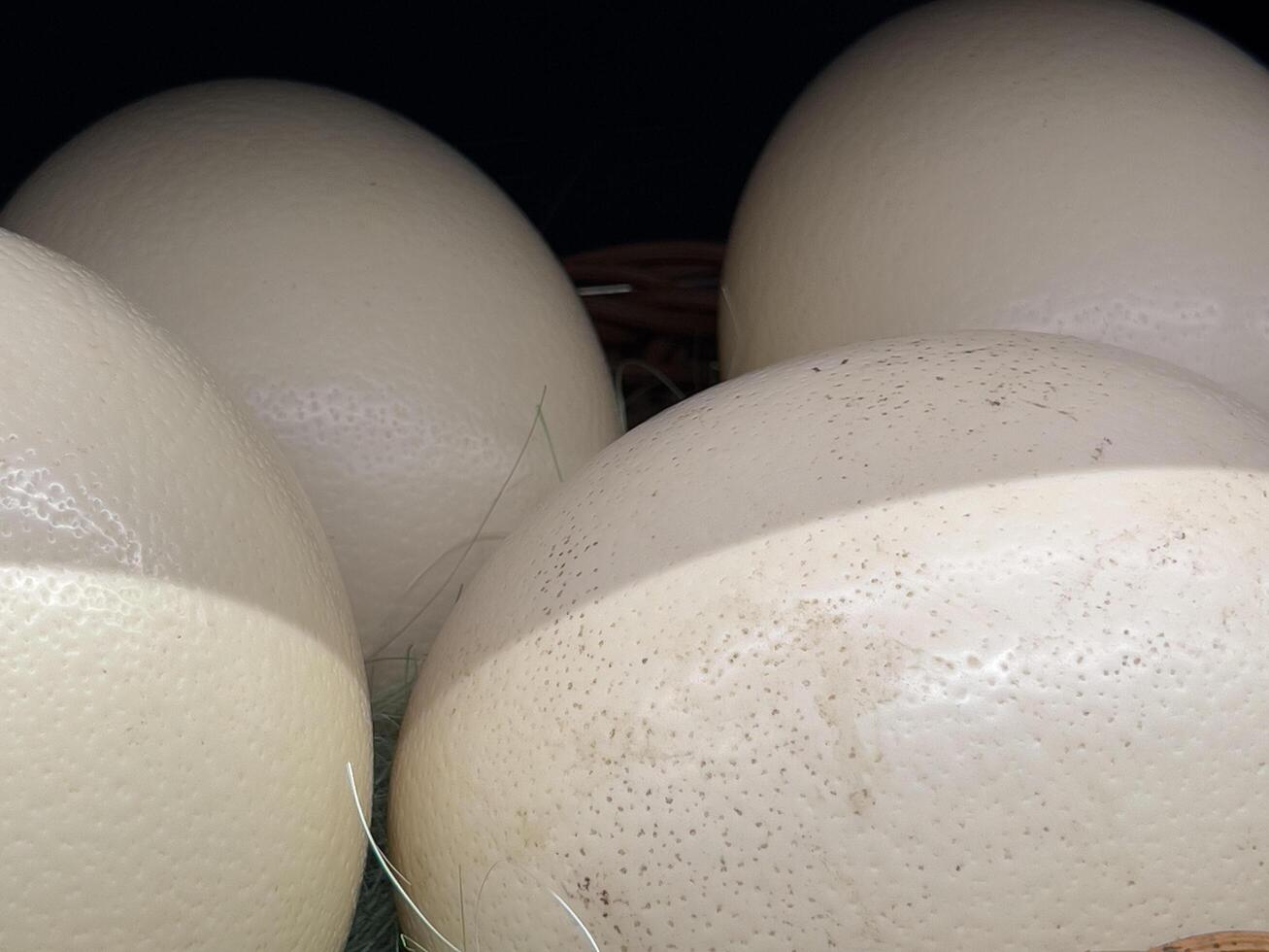 A close-up view reveals several giant ostrich eggs huddled together, their smooth surfaces showcasing intricate speckles within soft lighting photo