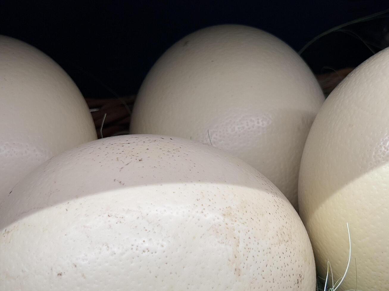 Four large, white ostrich eggs sit close together, each one slightly touching the other. They are nestled in a bed of straw or hay, with the texture of the hay visible at the bottom of the image photo