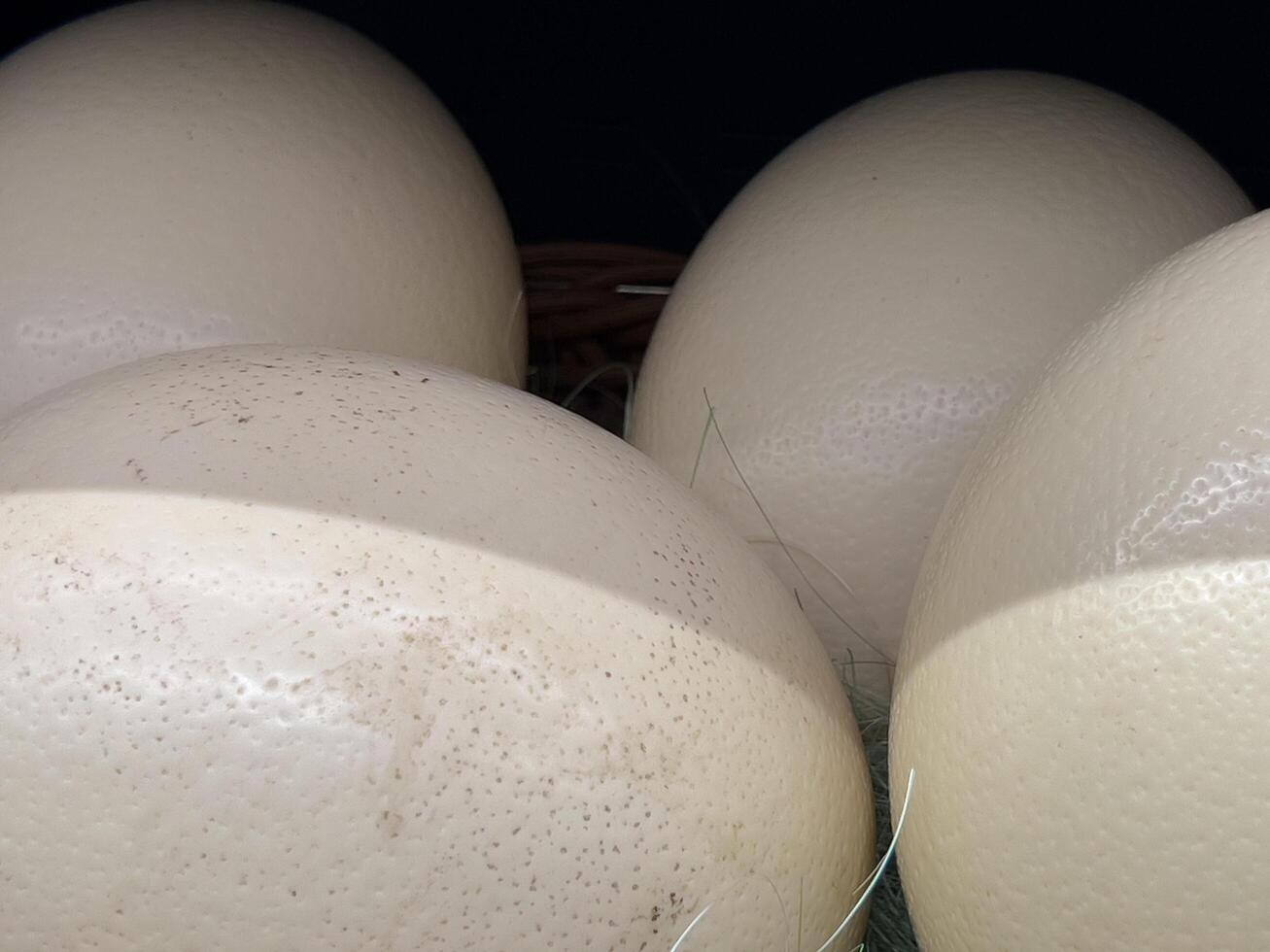 A close-up of several large, white ostrich eggs photo