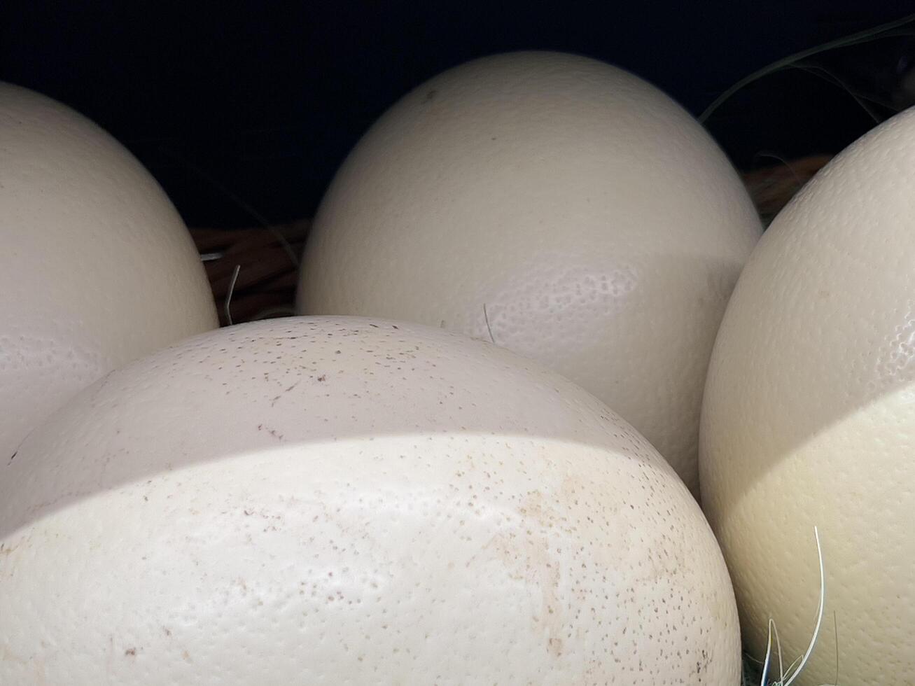 Four large, pale ostrich eggs rest gently in a nest, displaying their distinctive surfaces. The natural setting highlights their size and uniqueness, embodying the essence of wildlife photo