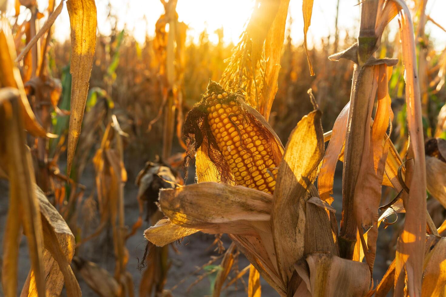 As the sun sets, warm golden rays illuminate a field of dried corn. The vibrant cobs nestled among the brown leaves signify the harvest season and abundance of nature's bounty photo