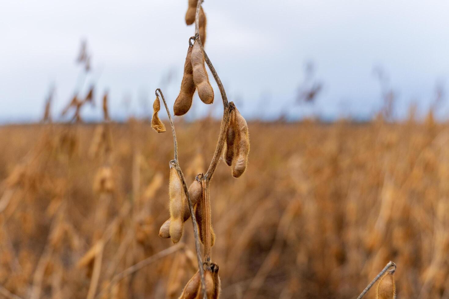 A close-up view of a single soybean stalk, with several pods hanging from it. The pods are ripe and brown, and the stalk is dry and brittle photo