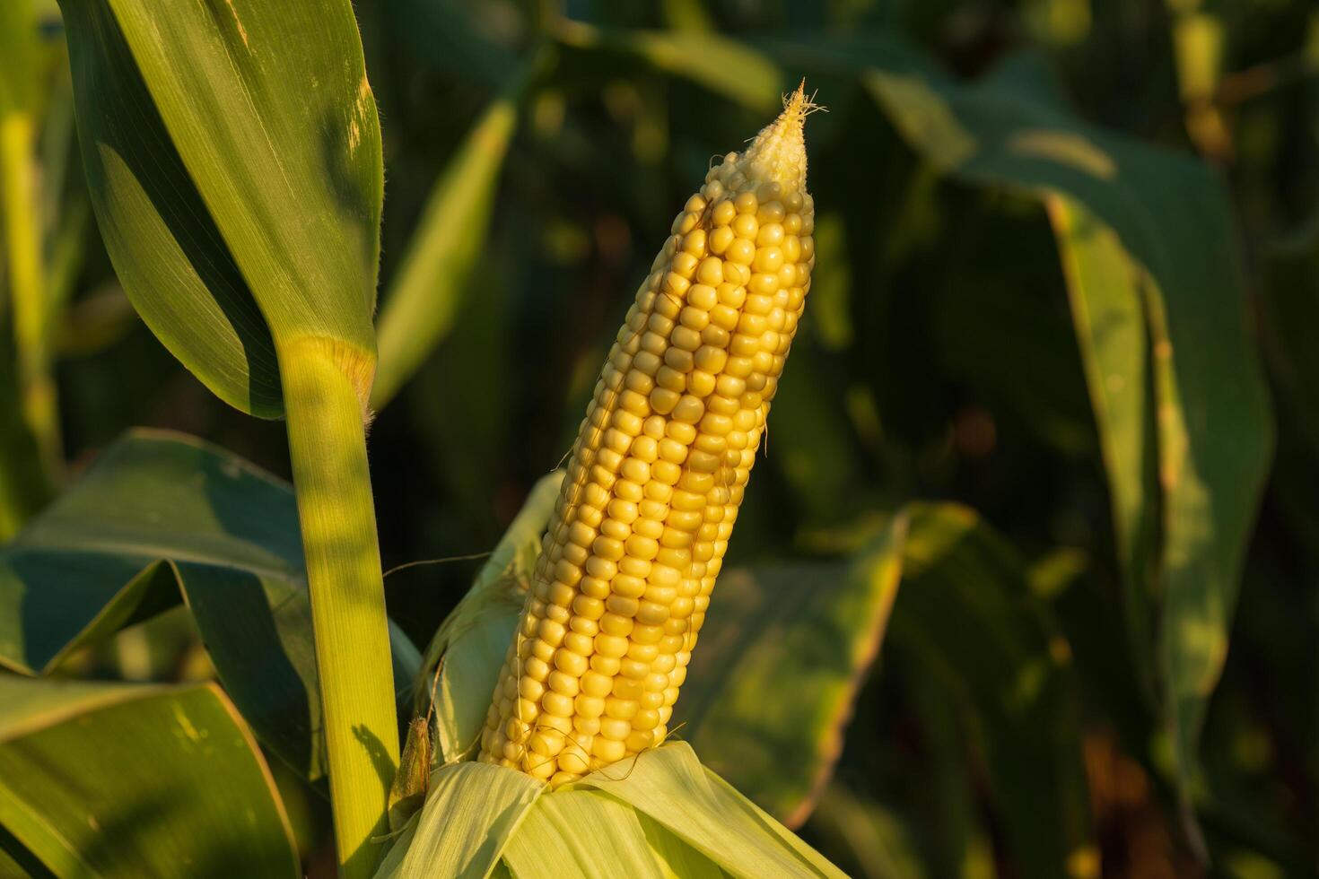 A close-up view of a ripe corn ear standing prominently among vibrant green leaves, illuminated by warm golden sunlight at dusk photo