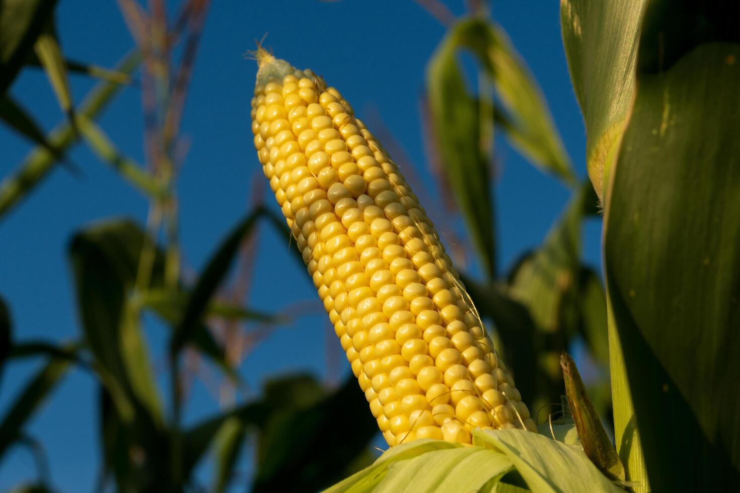 A golden ear of corn grows amidst vibrant green leaves under a clear blue sky, showcasing the beauty of late summer harvest in a rural agricultural setting photo