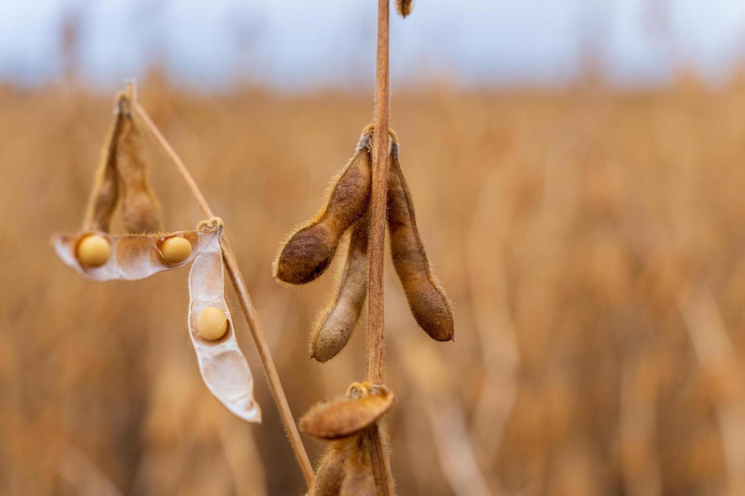 Soybeans are visible inside their pods, which are attached to a stalk in a field of soybean plants. The pods are brown and the beans are white photo