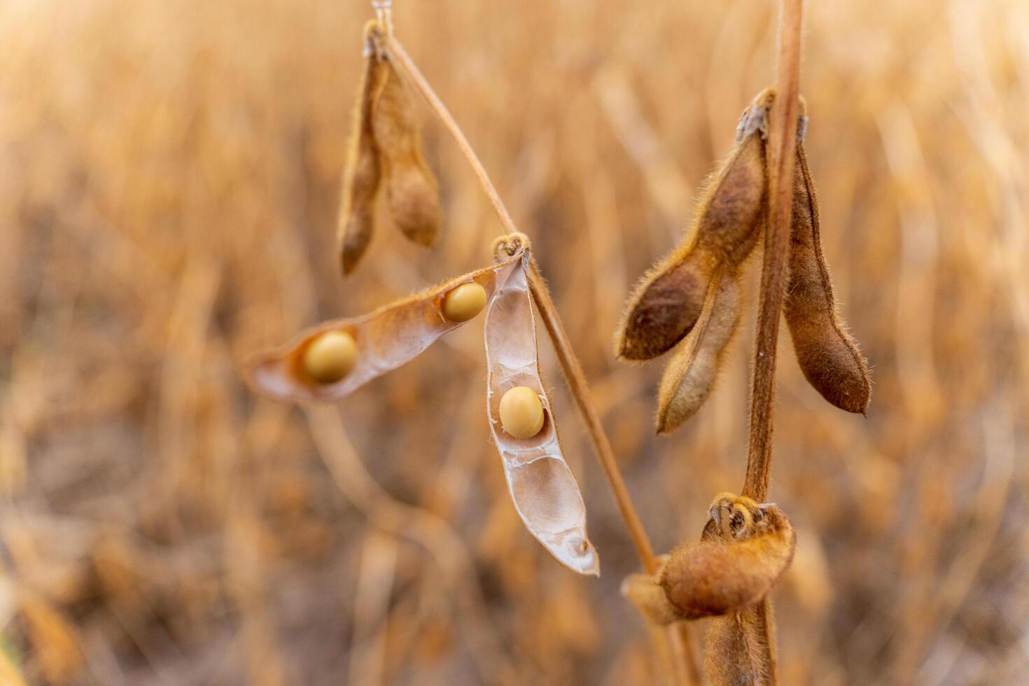 This close-up features ripening soybean pods hanging from their stalks in a golden field, showcasing the lush crop during late summer harvest season photo