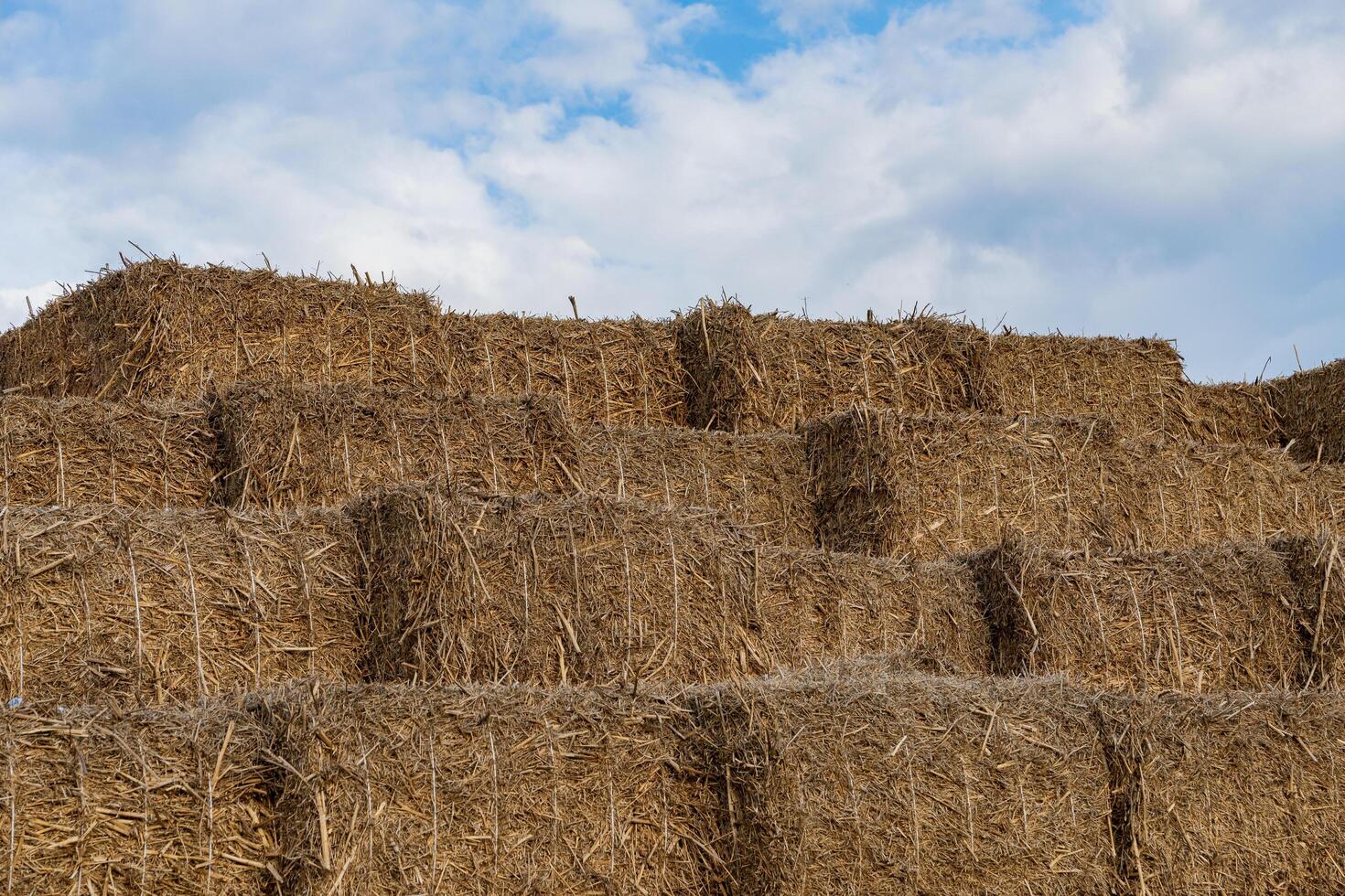 Several large stacks of hay bales are arranged neatly under a bright blue sky, creating a picturesque scene typical of rural farming life in the countryside photo