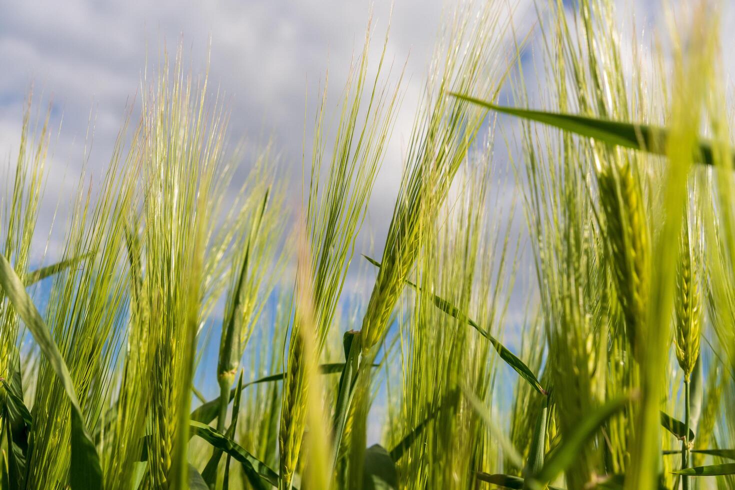 Lush green grass stretches towards the sky, gently swaying in the breeze beneath a backdrop of scattered clouds on a peaceful rural afternoon photo