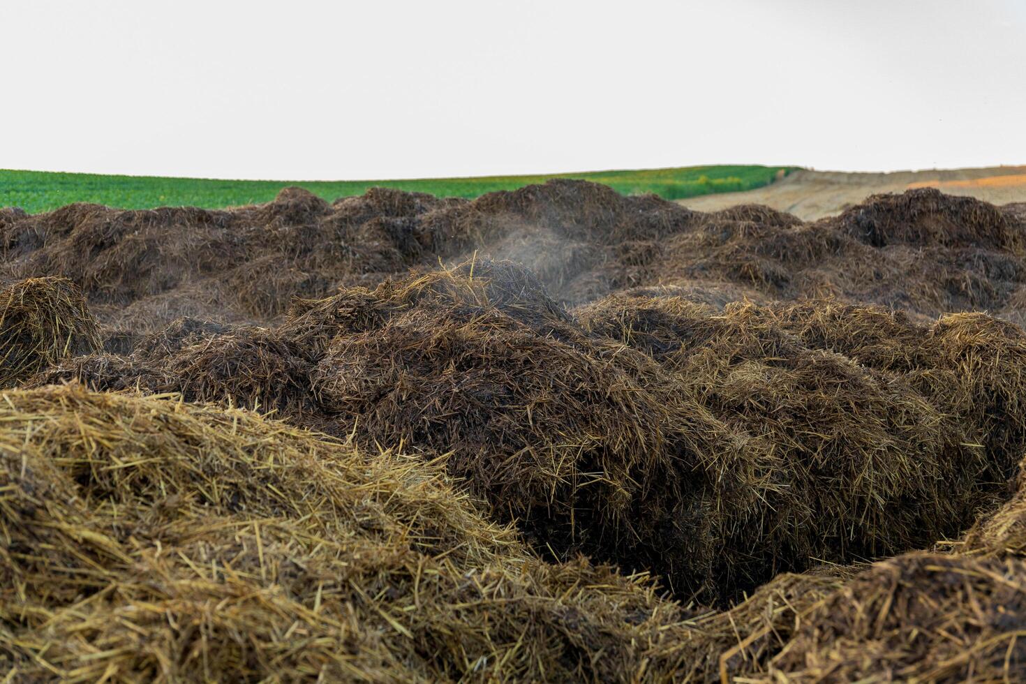 A pile of dark, rich compost lies on a farm, with steam visibly rising in the cool morning air, surrounded by lush green fields, indicating active decomposition photo