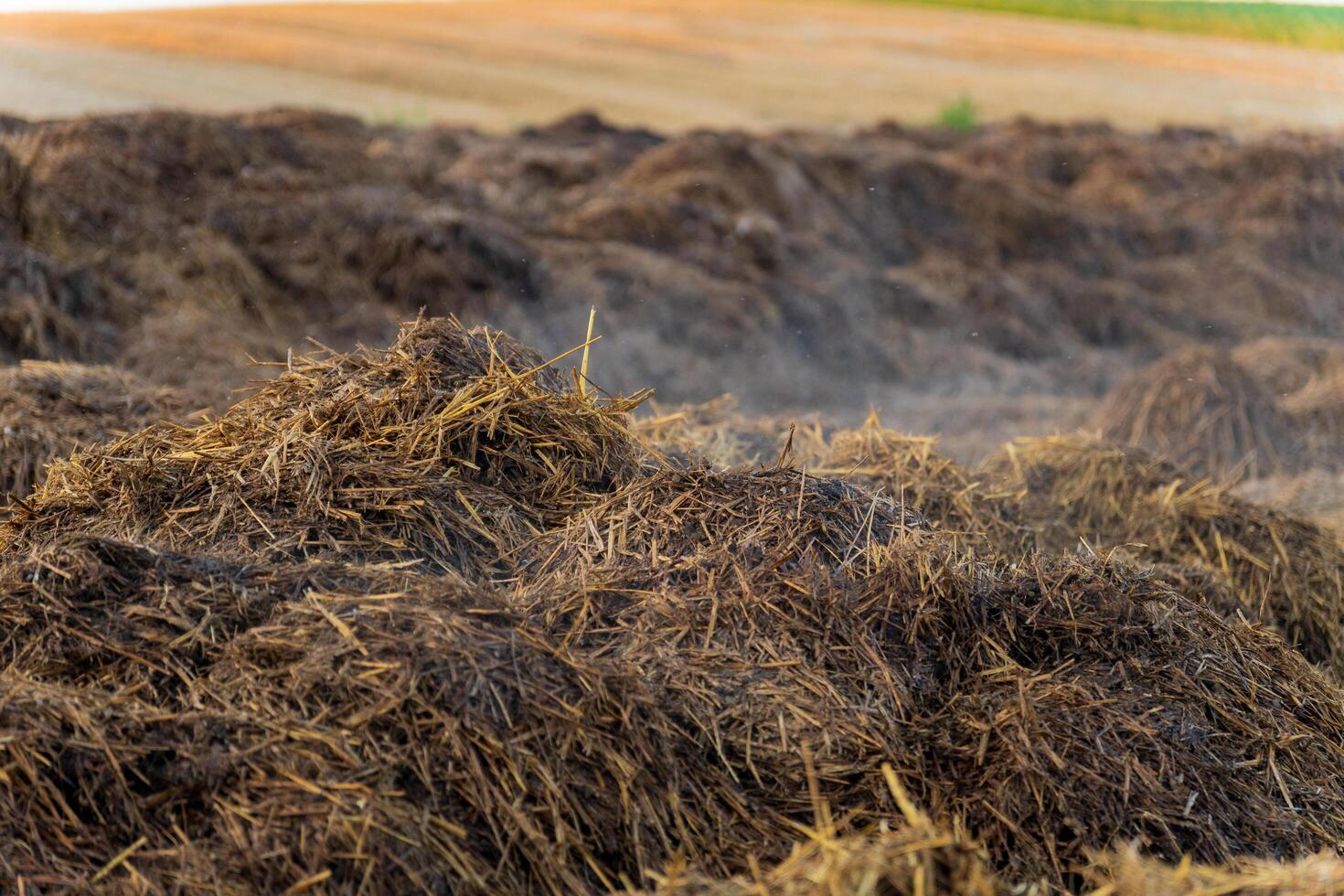 A compost pile releases steam in the early morning sunlight, with a backdrop of expansive farmland ready for harvest. The scene captures agricultural preparation and sustainability photo