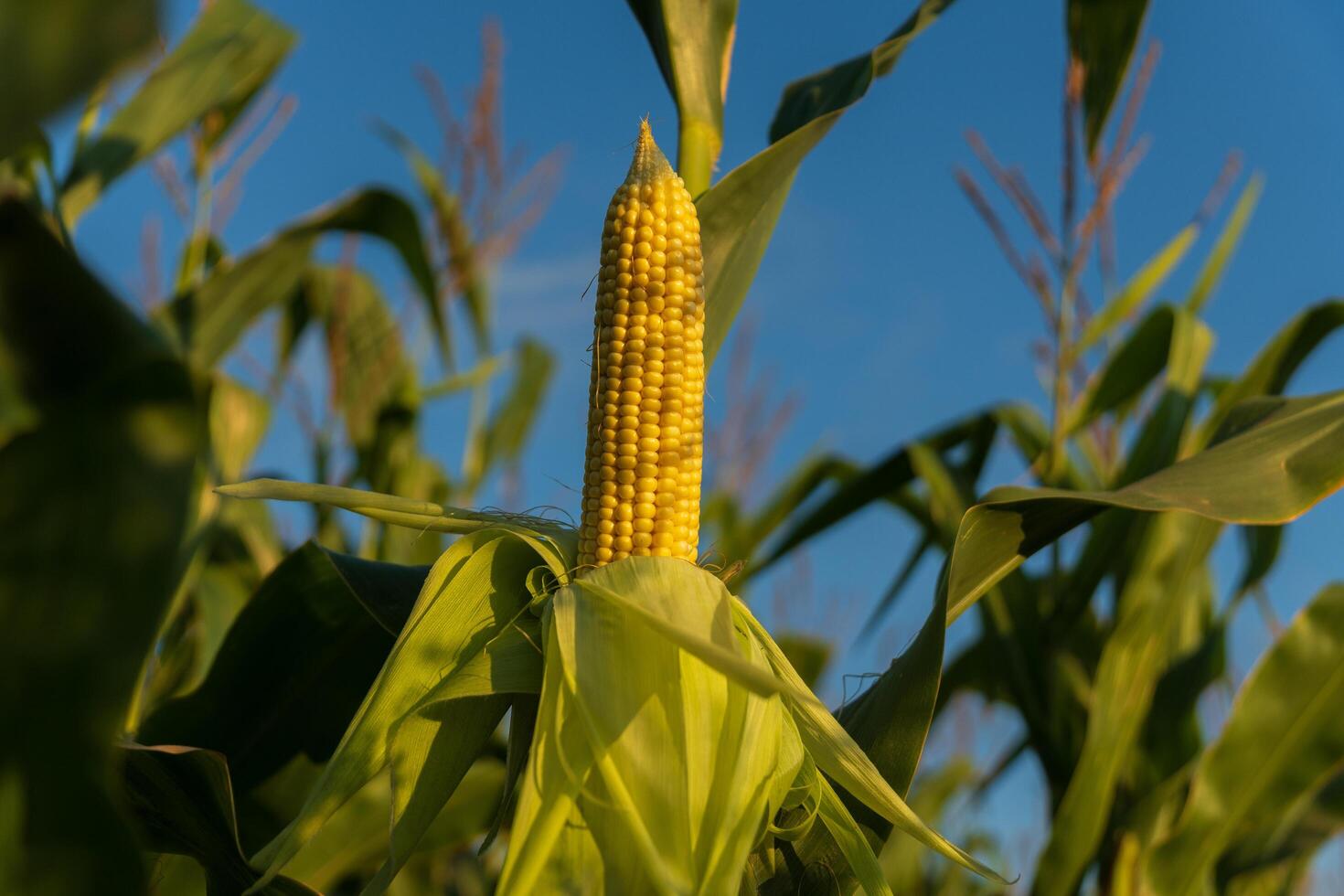 A vibrant ear of corn emerges from the green leaves of the stalk, bathed in warm sunlight against a clear blue backdrop, typical of a summer day photo