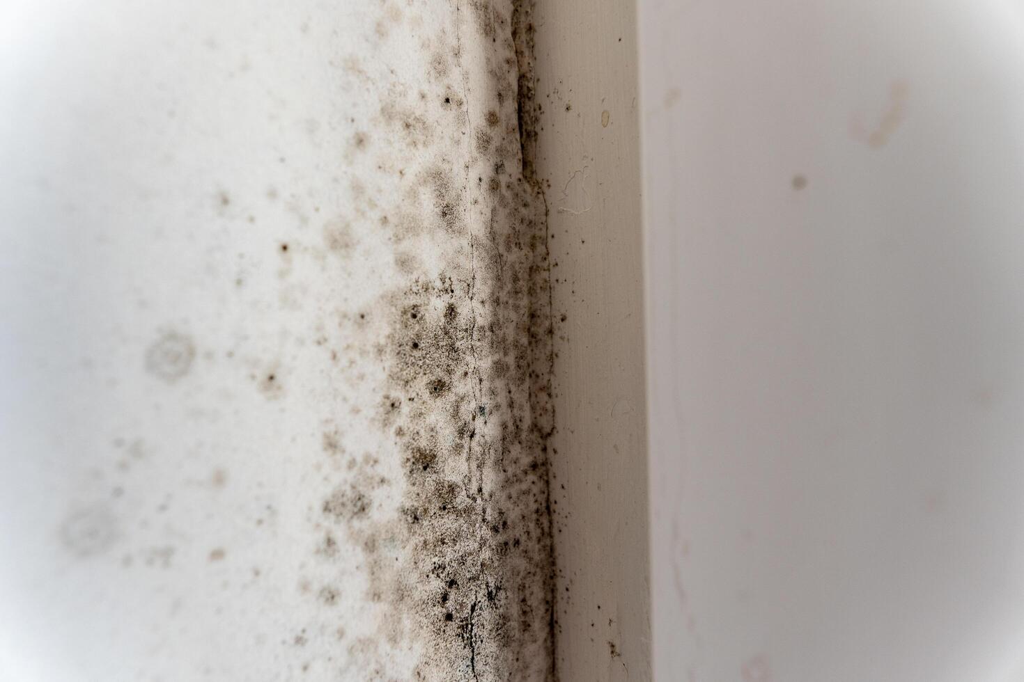 A dark, fuzzy mold has developed in the corner of a room, suggesting significant moisture problems. This highlights the need for better air circulation and maintenance photo