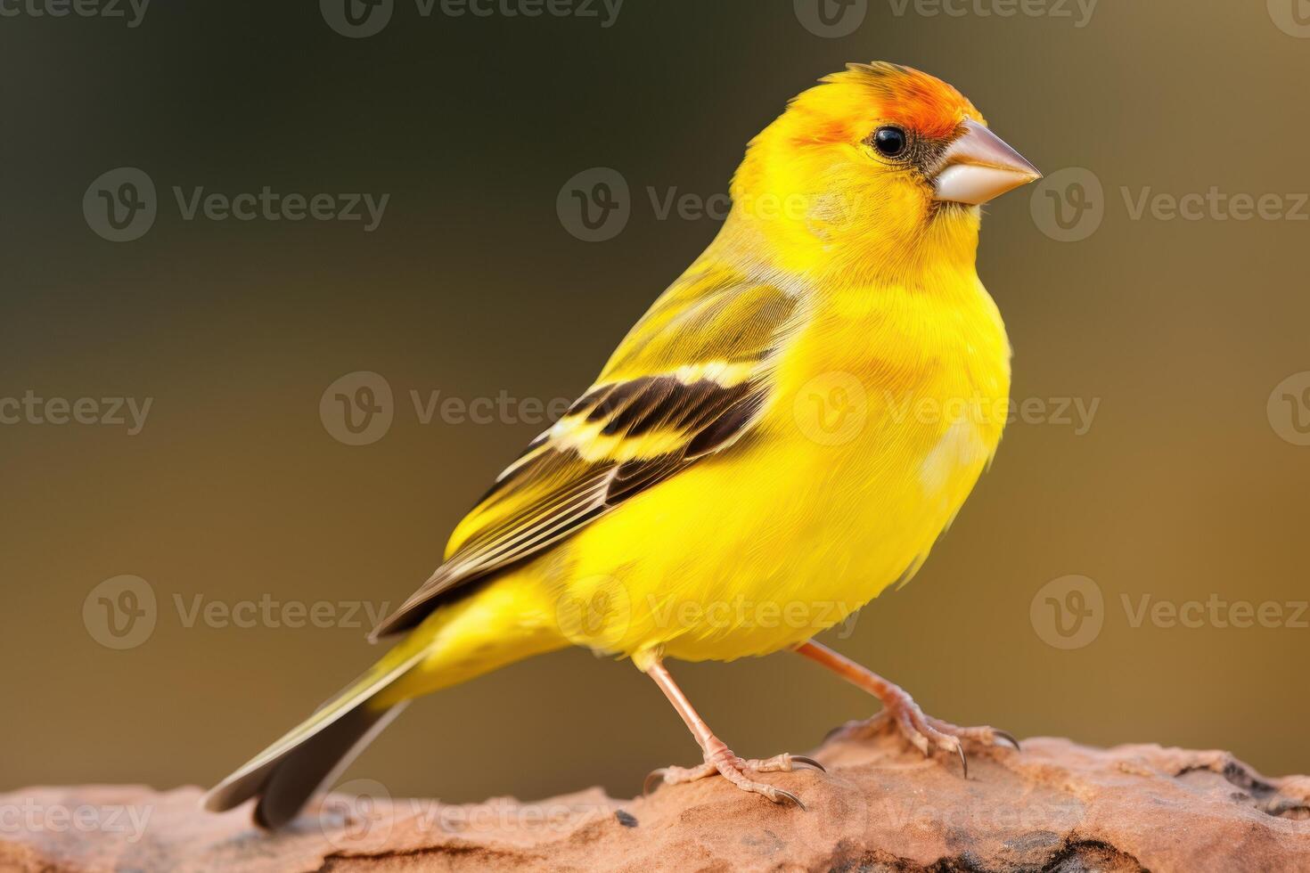 Vibrant Yellow Canary Bird Striking Pose on Rock Soft Focus Background photo