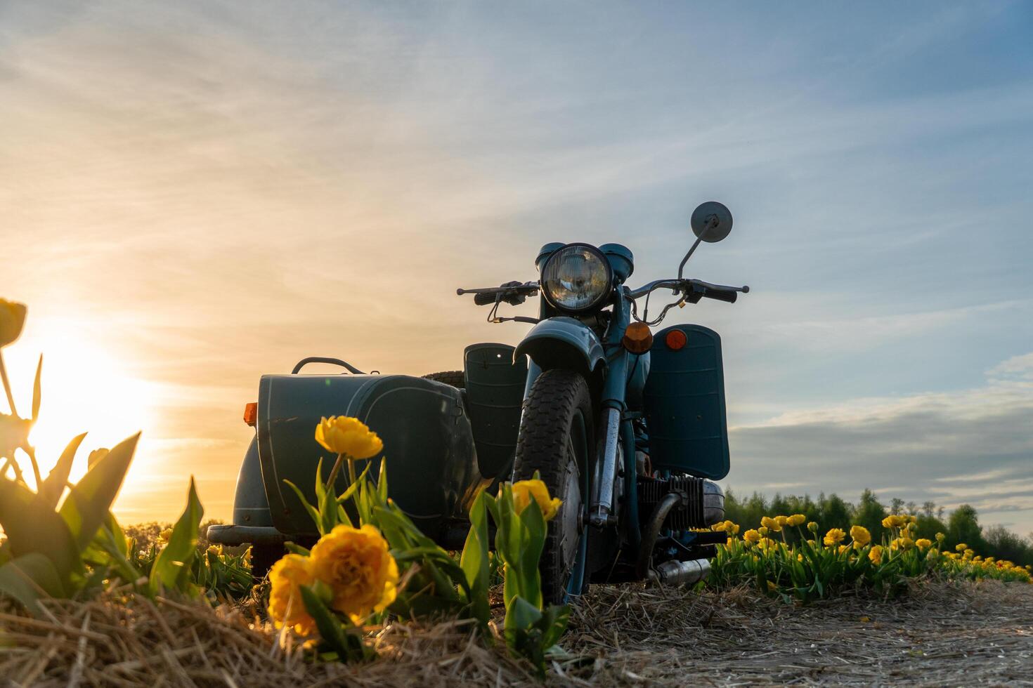 Turquoise motorcycle with sidecar parked in tulip field, vibrant yellow blooms against a serene sunset sky, summer travel. photo