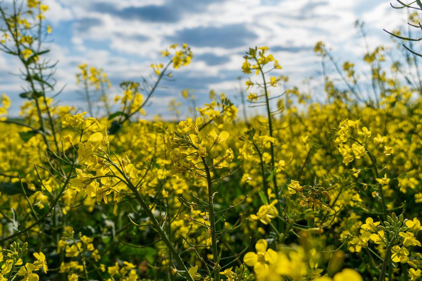 Vibrant Yellow Rapeseed Blossoms Blooming in Open Field Under a Blue Sky with Scattered White Clouds During Spring photo