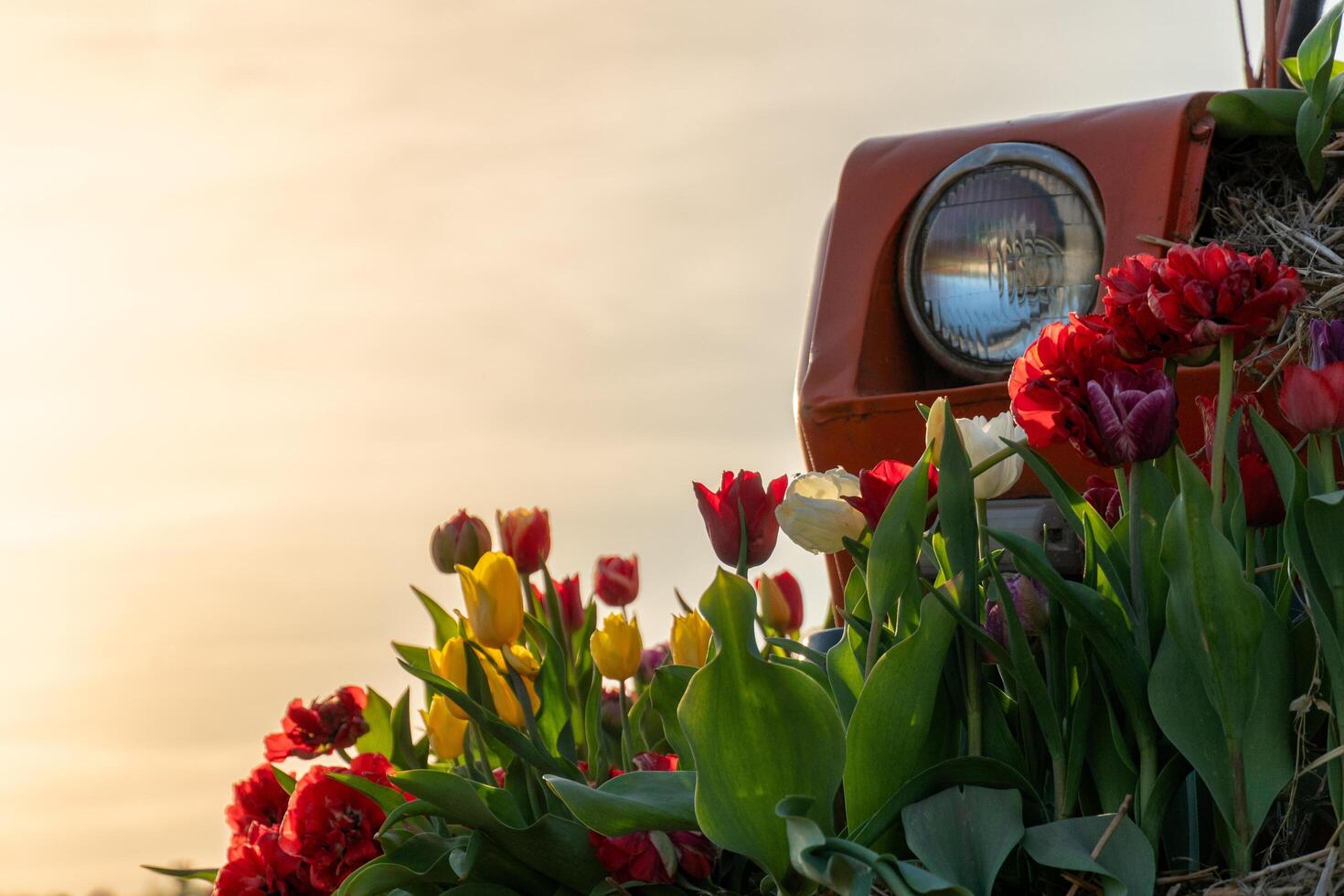 Antique Tractor Headlight Glows Beside Colorful Tulip Bloom Mix in Field During Sunset Hour photo