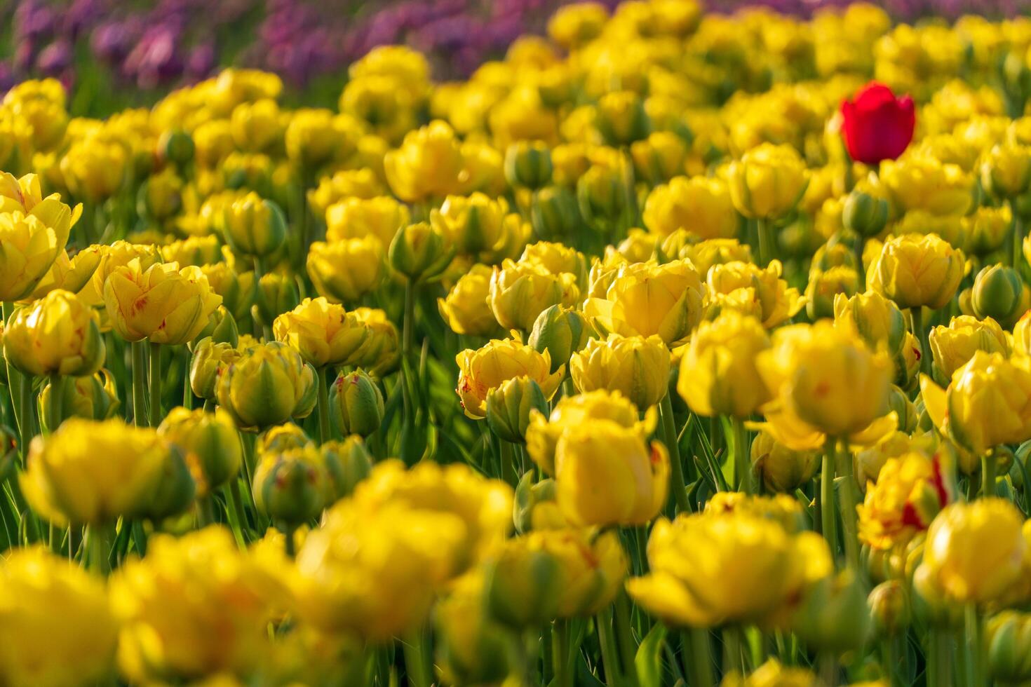 Vibrant Yellow Tulips in Bloom with a Single Red Tulip Accent, Floral Field, Springtime Beauty photo