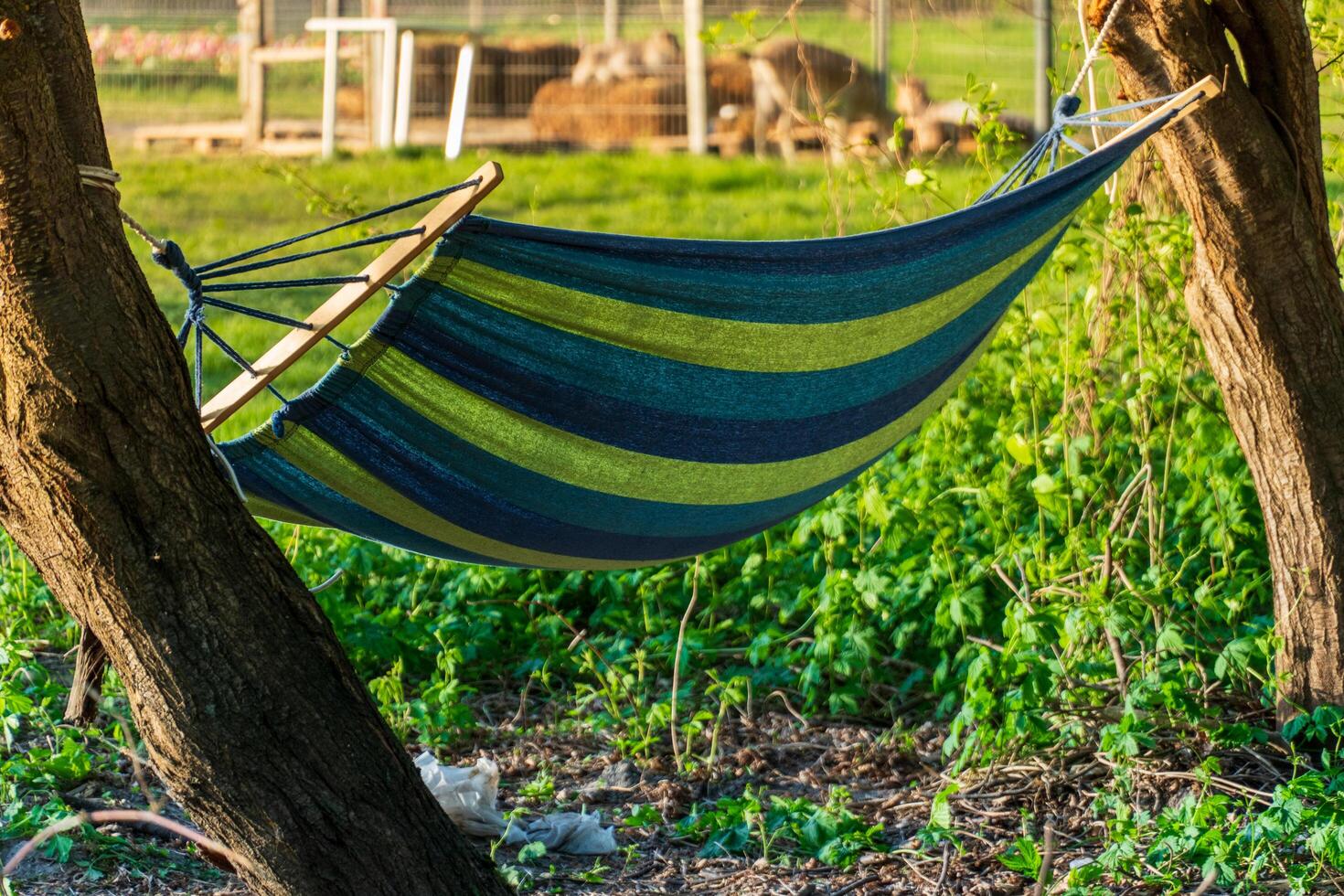 Striped hammock strung between trees in sunny backyard, providing relaxation and leisurely comfort in rural setting photo