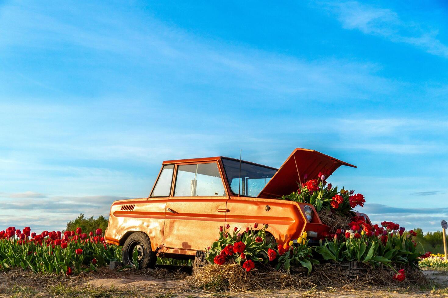 Old Abandoned Orange Vehicle Adorned with Red Tulips on Farm Field Under Blue Sky During Springtime, Capturing Floral Arrangement photo