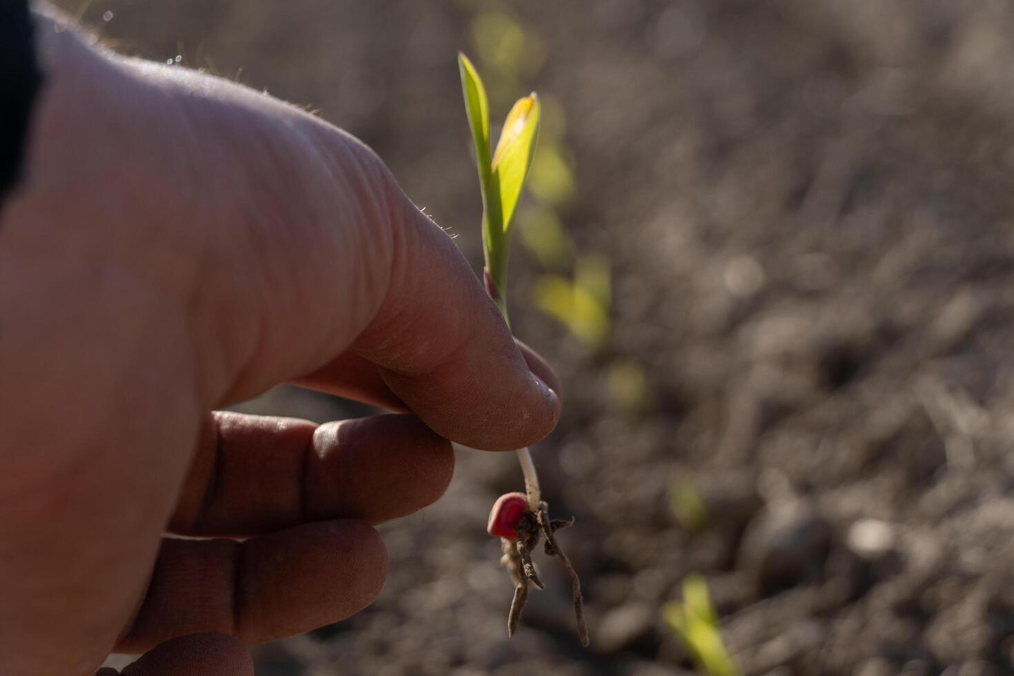 Green corn sprouts show promising growth as a hand gently holds one sprout above the freshly tilled earth in the early morning light photo