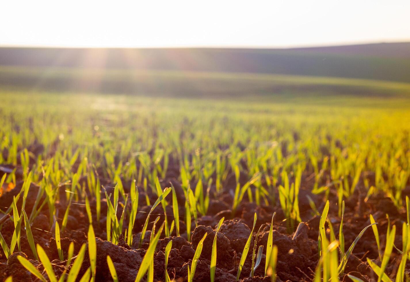 Emerging crop sprouts in cultivated field at sunset, displaying agricultural potential and springtime growth photo