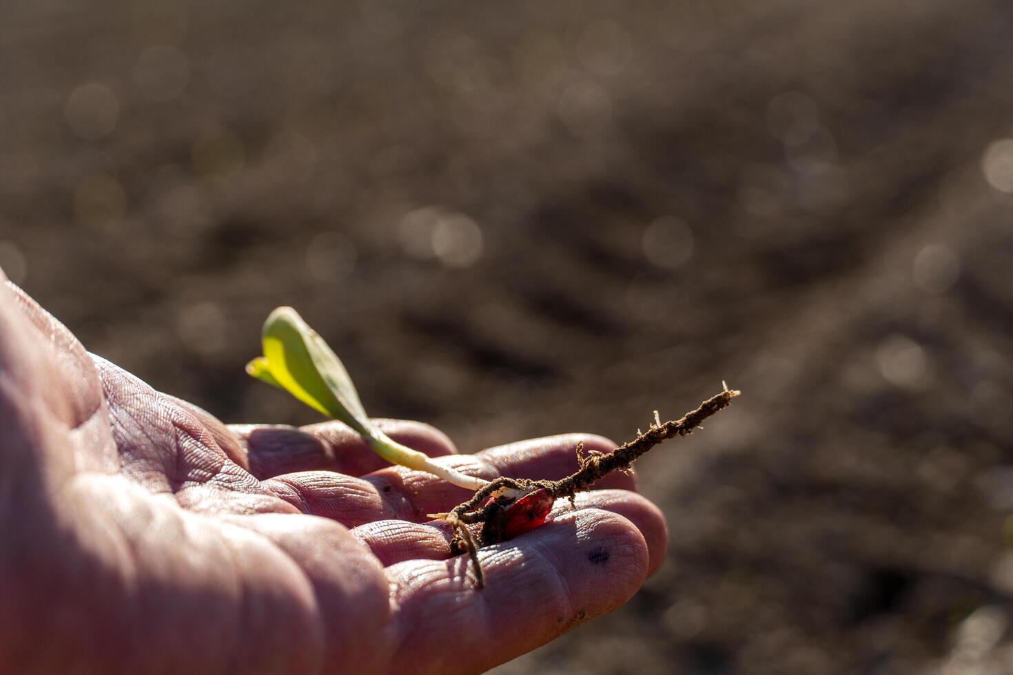 A farmer holds a young corn sprout with visible roots, showcasing the early stages of growth as preparations for planting are underway in a rural field photo