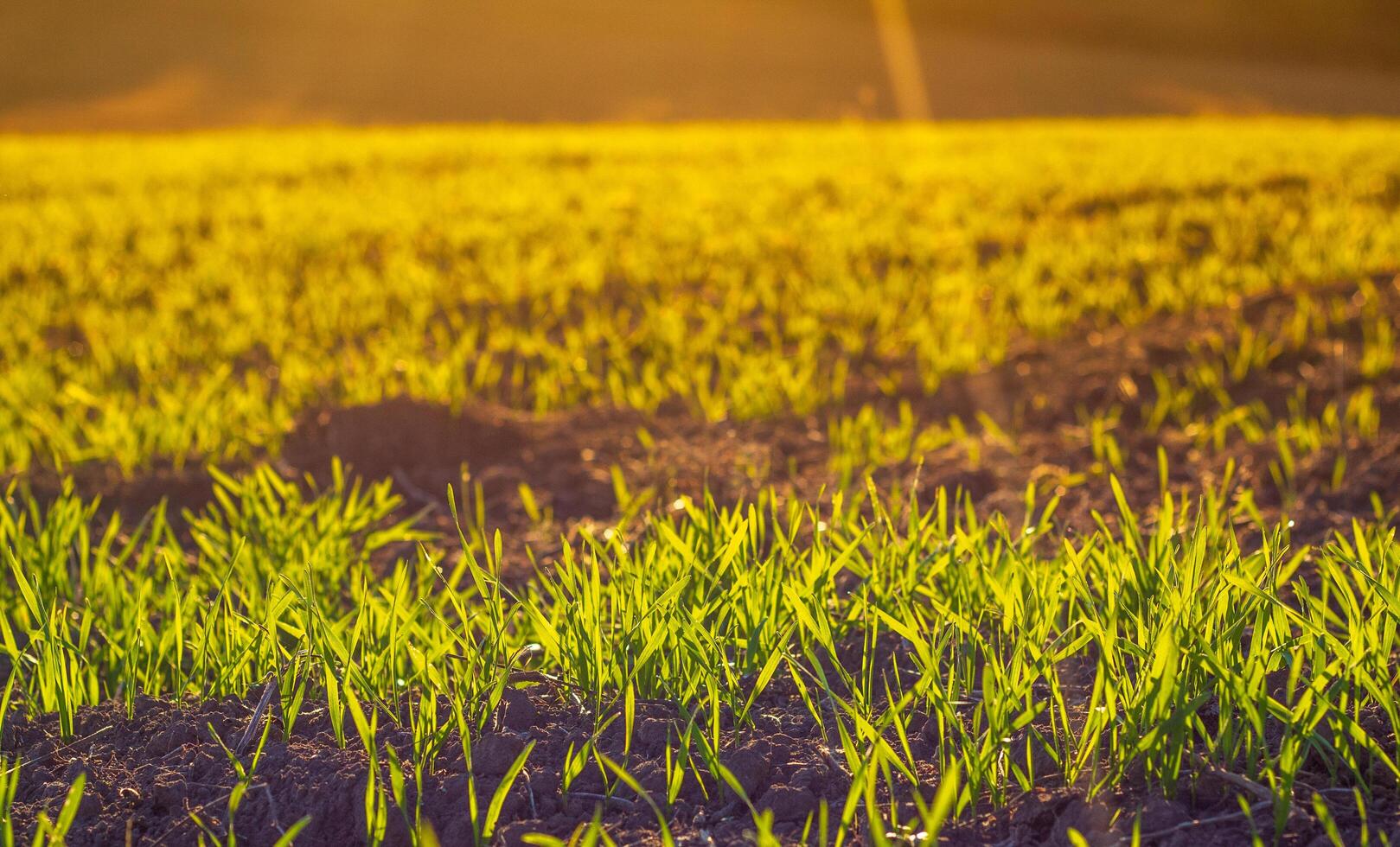 Emerging grain seedlings in field at sunrise showcase agriculture, cultivation, and new beginnings with golden hour light photo