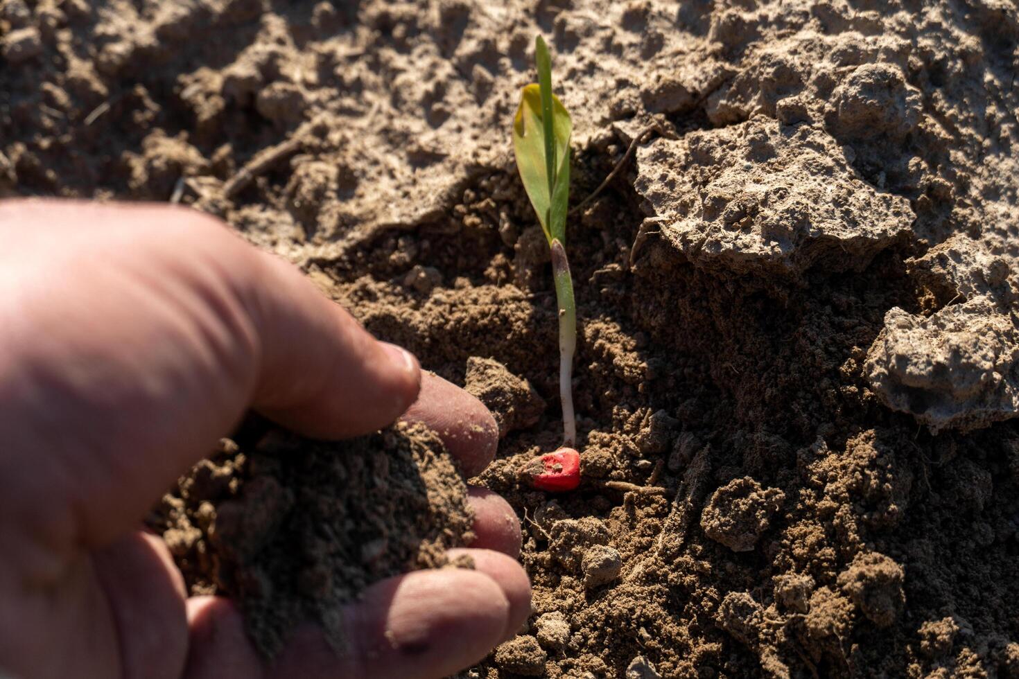 A hand gently places soil around newly sprouted corn in a field, highlighting early growth on a sunny spring day. The earth is rich and earthy, promoting vitality photo