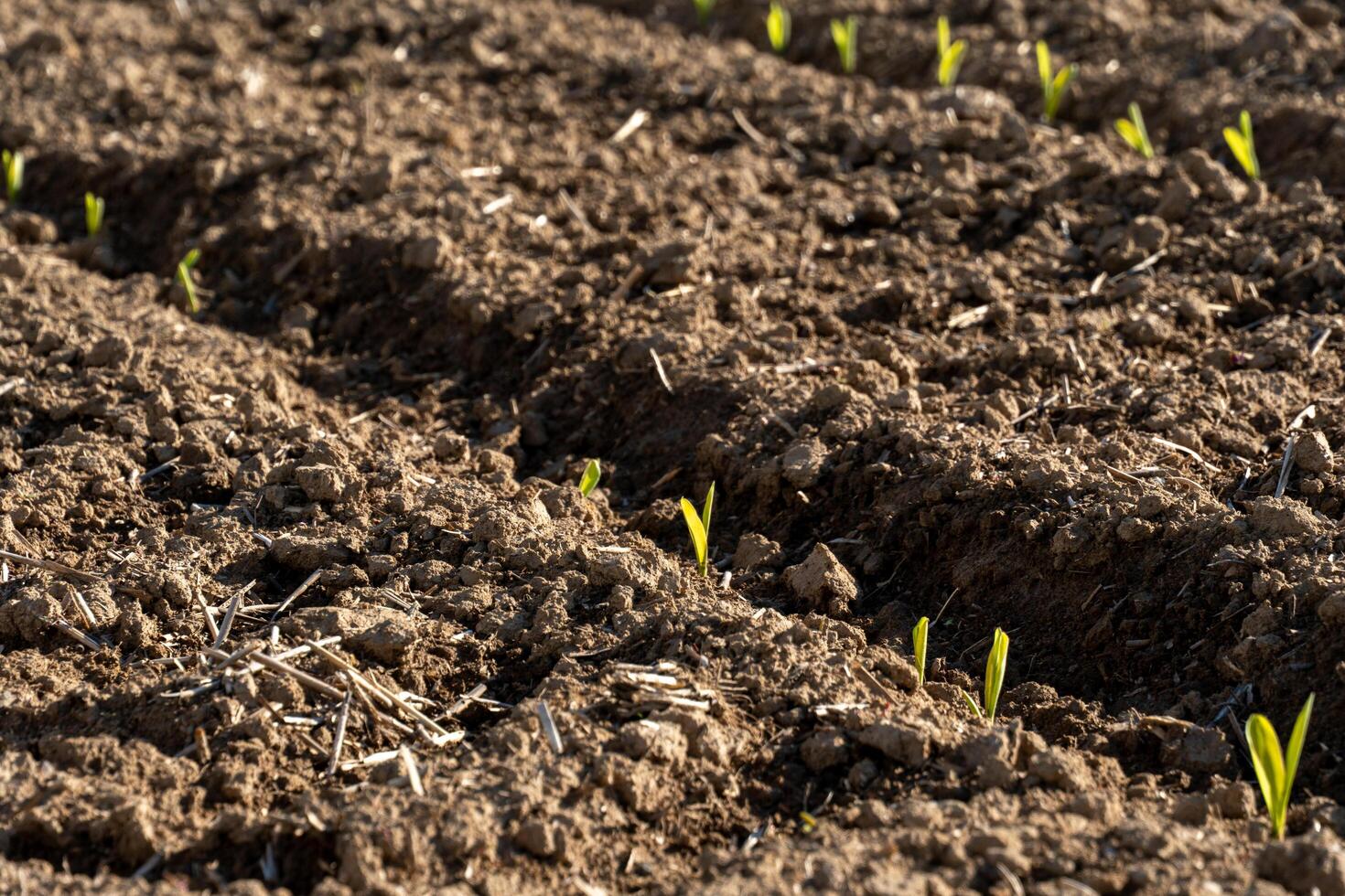Sprouting corn plants break through the soil in a plowed field, showcasing green shoots set against rich brown earth. This growth signifies the beginning of the season photo