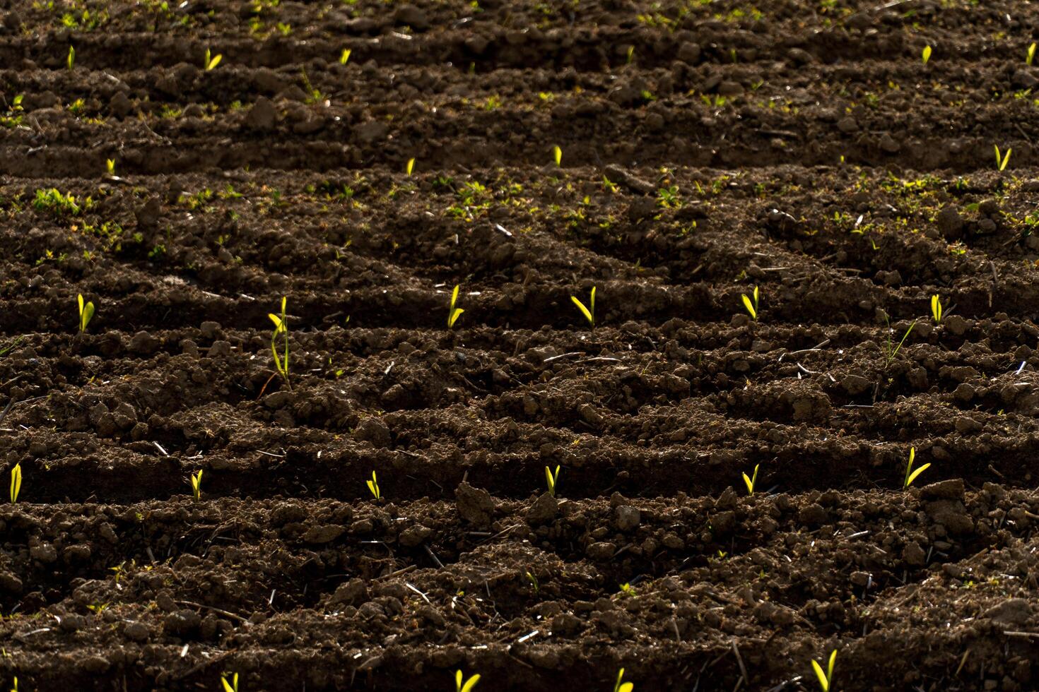 Bright green corn sprouts push through dark, rich soil in a structured pattern, showcasing growth and renewal in the field during early morning hours photo