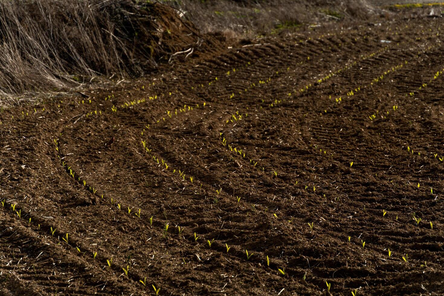Young corn sprouts are pushing through the dark, tilled earth in a field. The green sprouts highlight the start of the growing season amidst brown soil photo