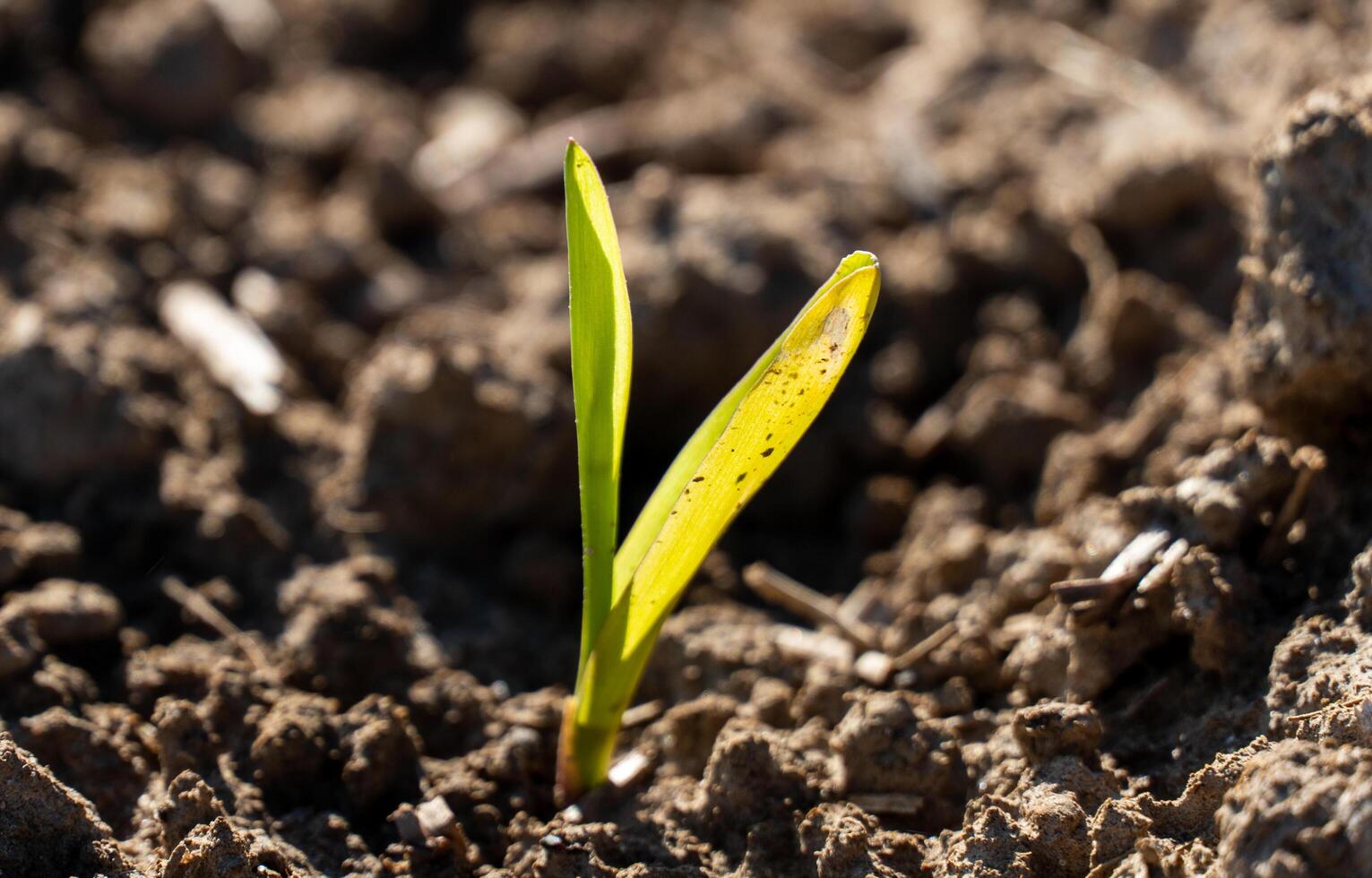 Green corn sprouts are breaking through the dark soil in a rural field, signaling the beginning of the growing season and the promise of a fruitful harvest photo
