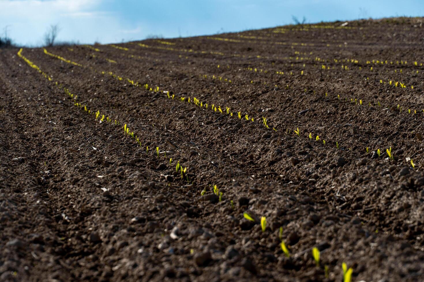 In a vast field on a sunny spring day, young corn sprouts break through dark, rich soil, marking the beginning of the growing season photo