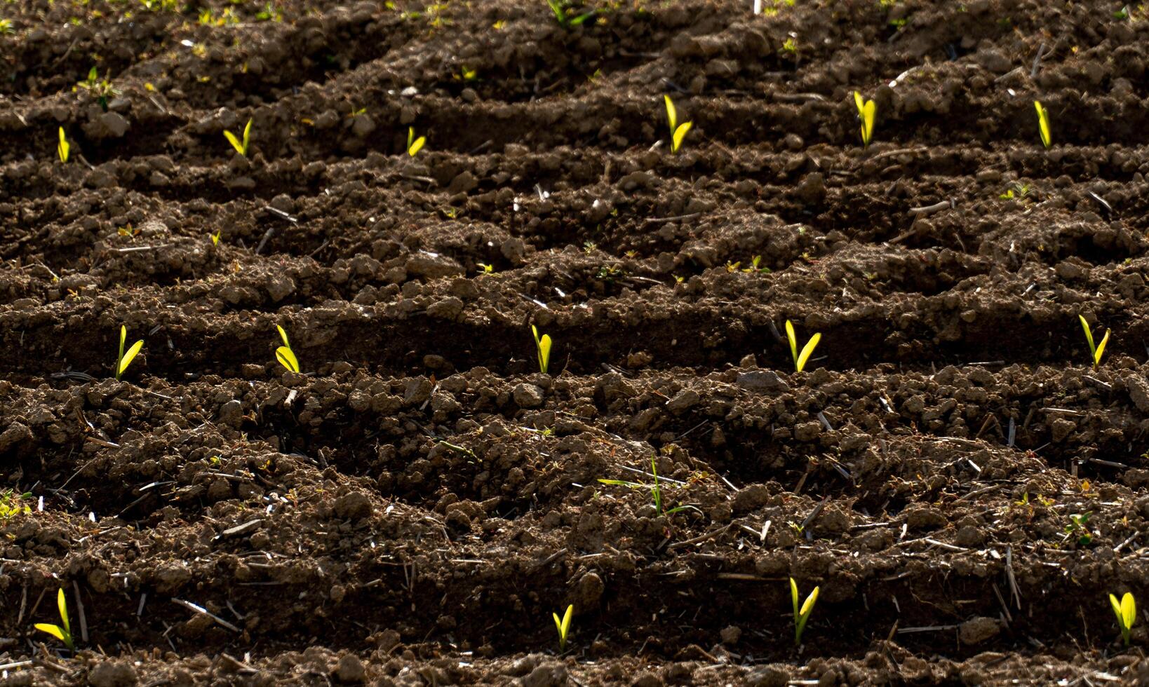 Bright green corn sprouts rise from nutrient-rich soil in a neatly arranged field, showcasing new agricultural growth in a vibrant spring atmosphere photo