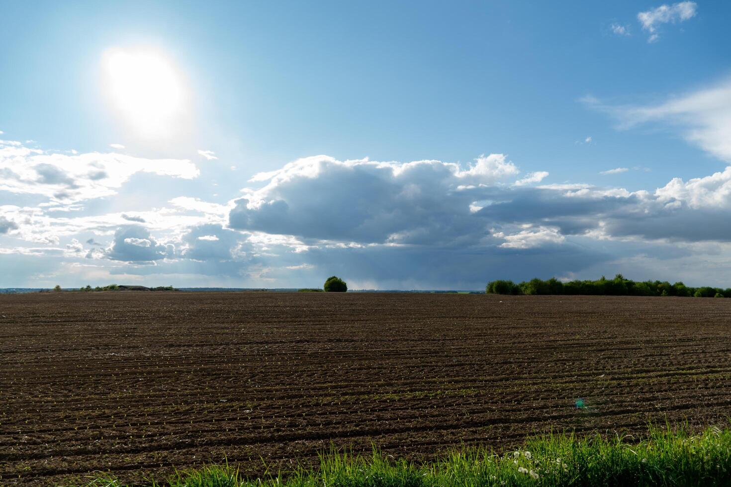 Young corn sprouts are growing vigorously in a wide field, basking in sunlight while clouds drift by, highlighting the beauty of nature and agriculture photo