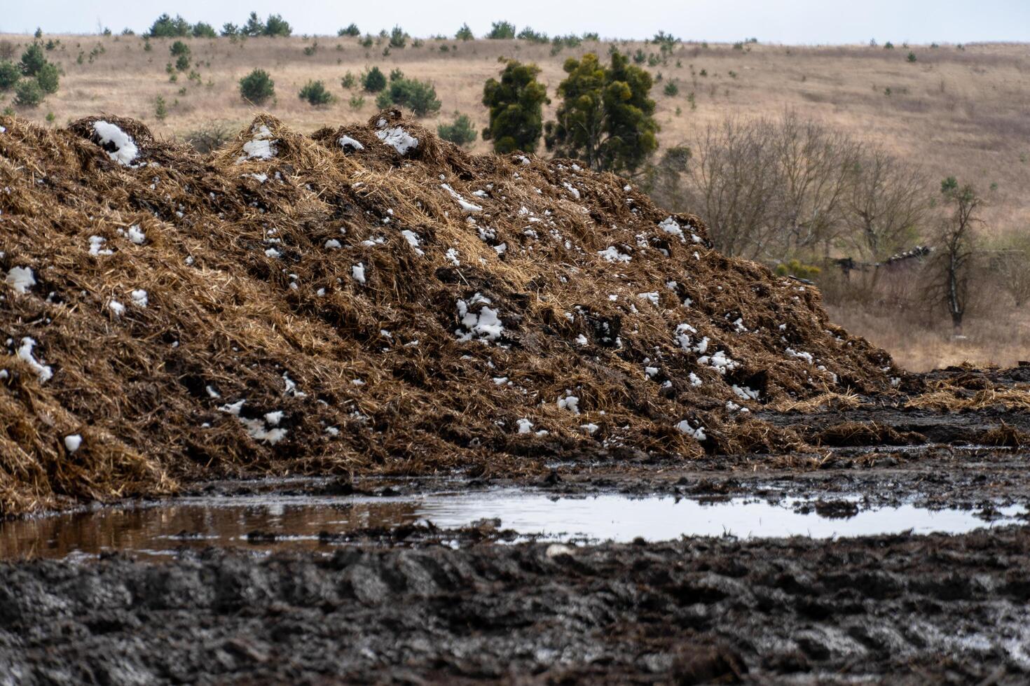Large manure pile with snow and muddy ground, farm field in the background, agriculture and farming concept photo