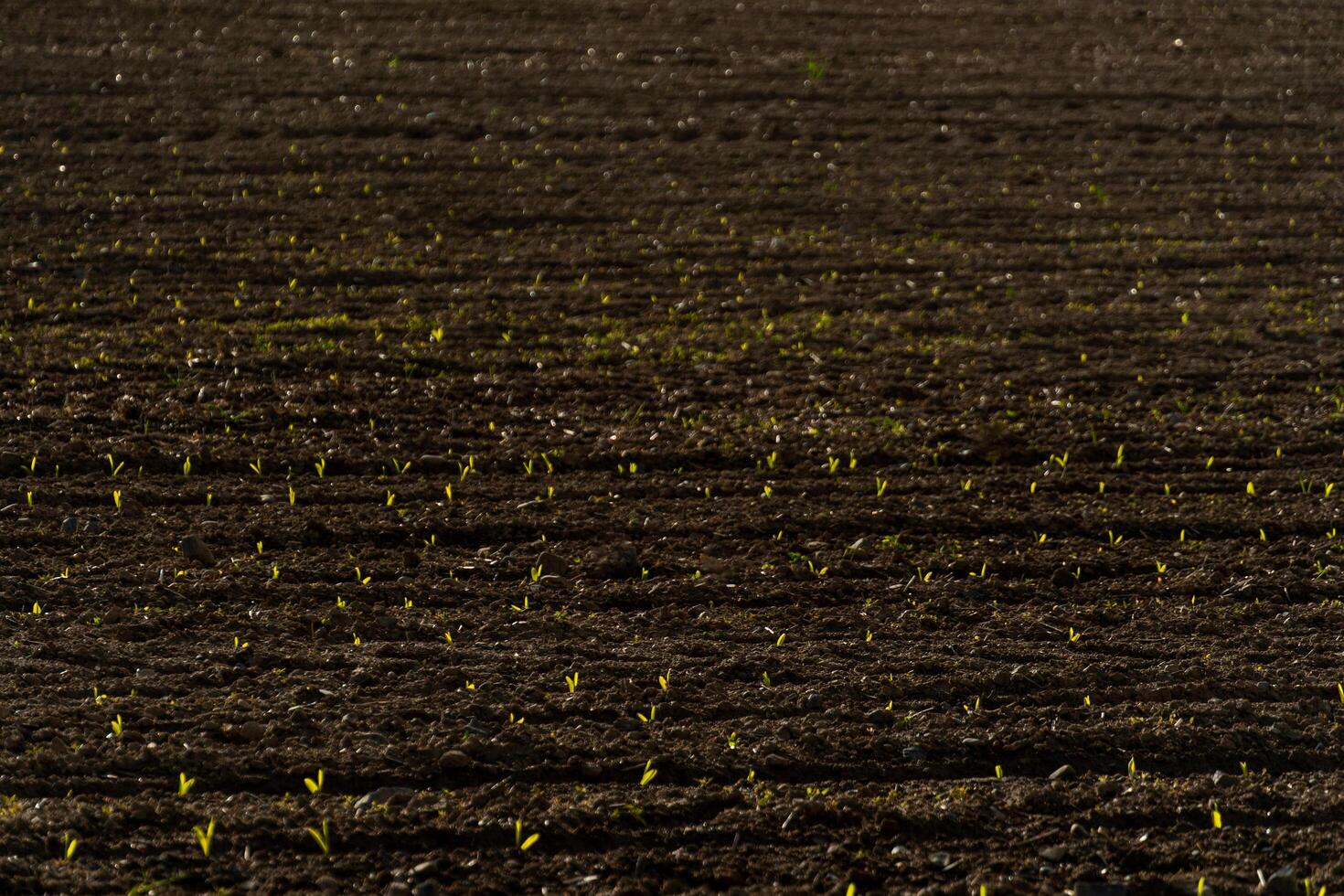 Bright green corn sprouts populate a newly prepared field, indicating the beginning of the growing season. The soil is dark and freshly tilled, highlighting the new life photo