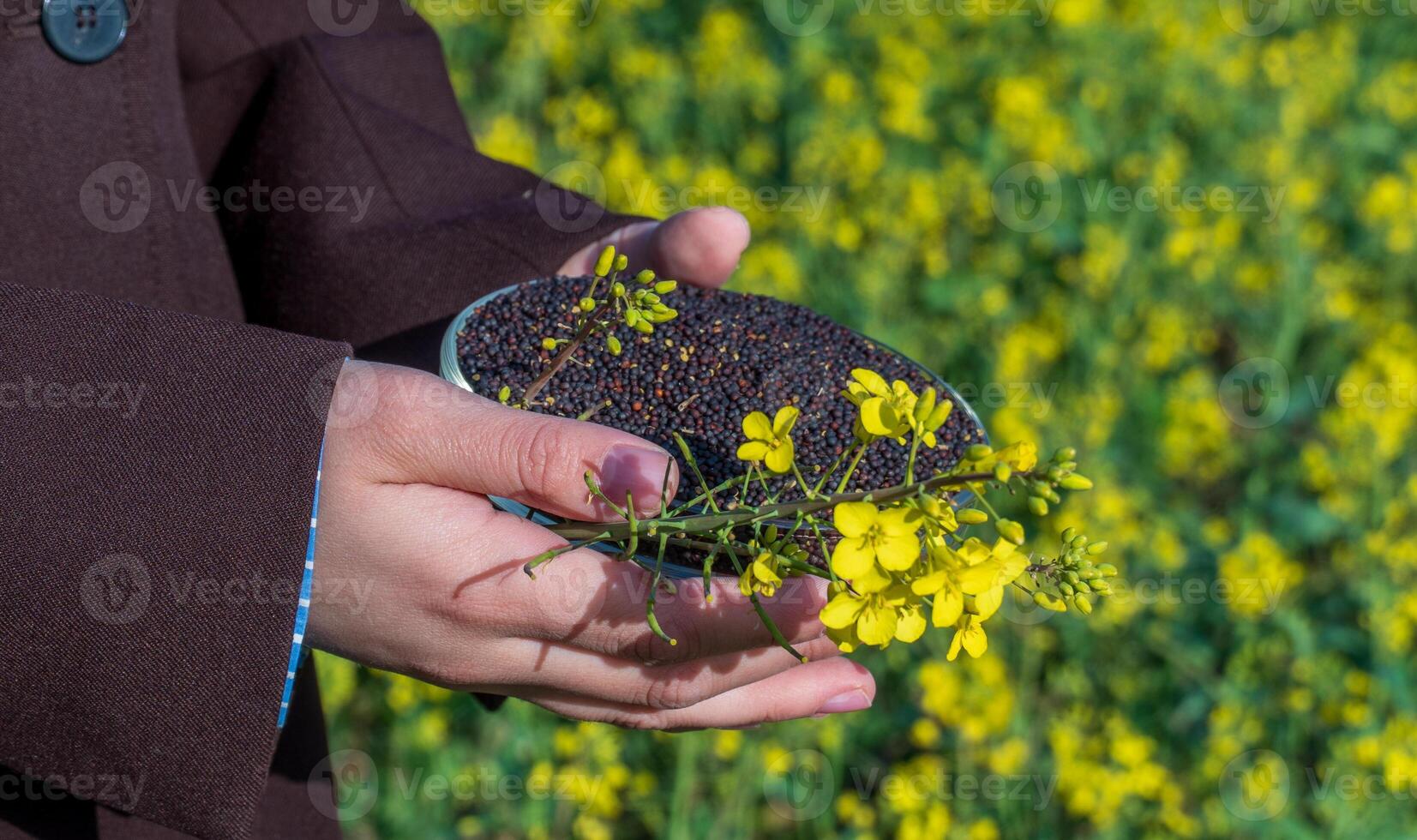 Hands Hold Rapeseed Seeds and Blooming Canola Flowers against Field Backdrop during Daytime Showing Agriculture Products photo