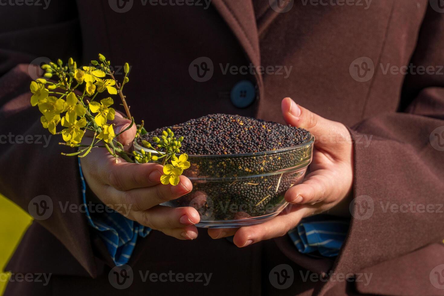 Hands Holding Bowl of Rapeseed Seeds and Flowers in Sunlight, Brown Jacket and Striped Shirt Showing photo