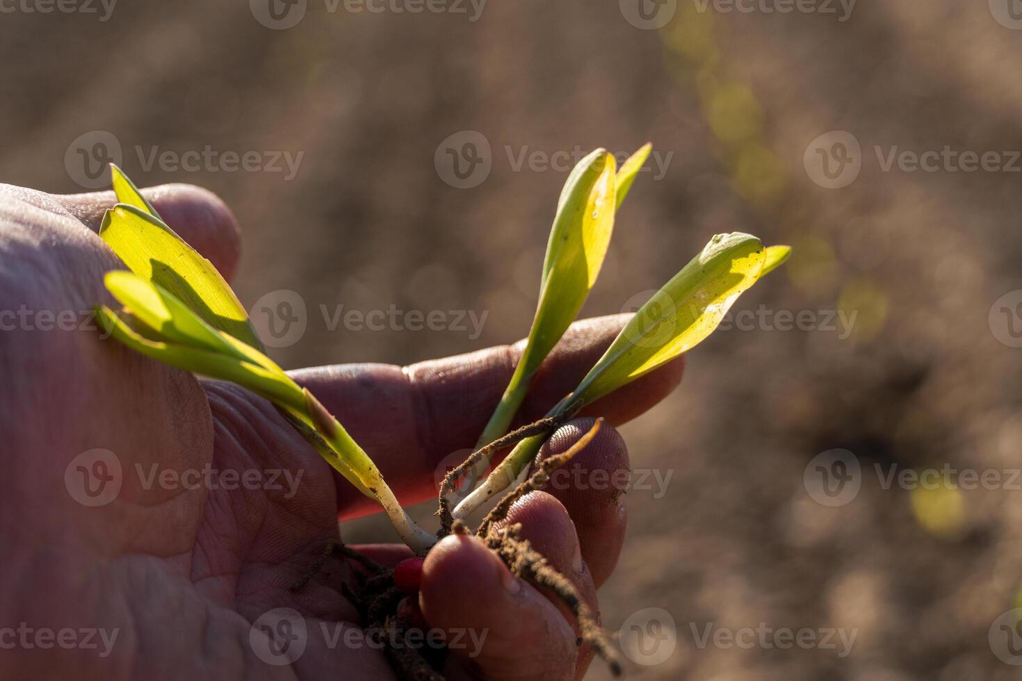 Farmer holding small corn plants with roots and seed in hand. Examining maize seedling in cultivated brown soil field. photo