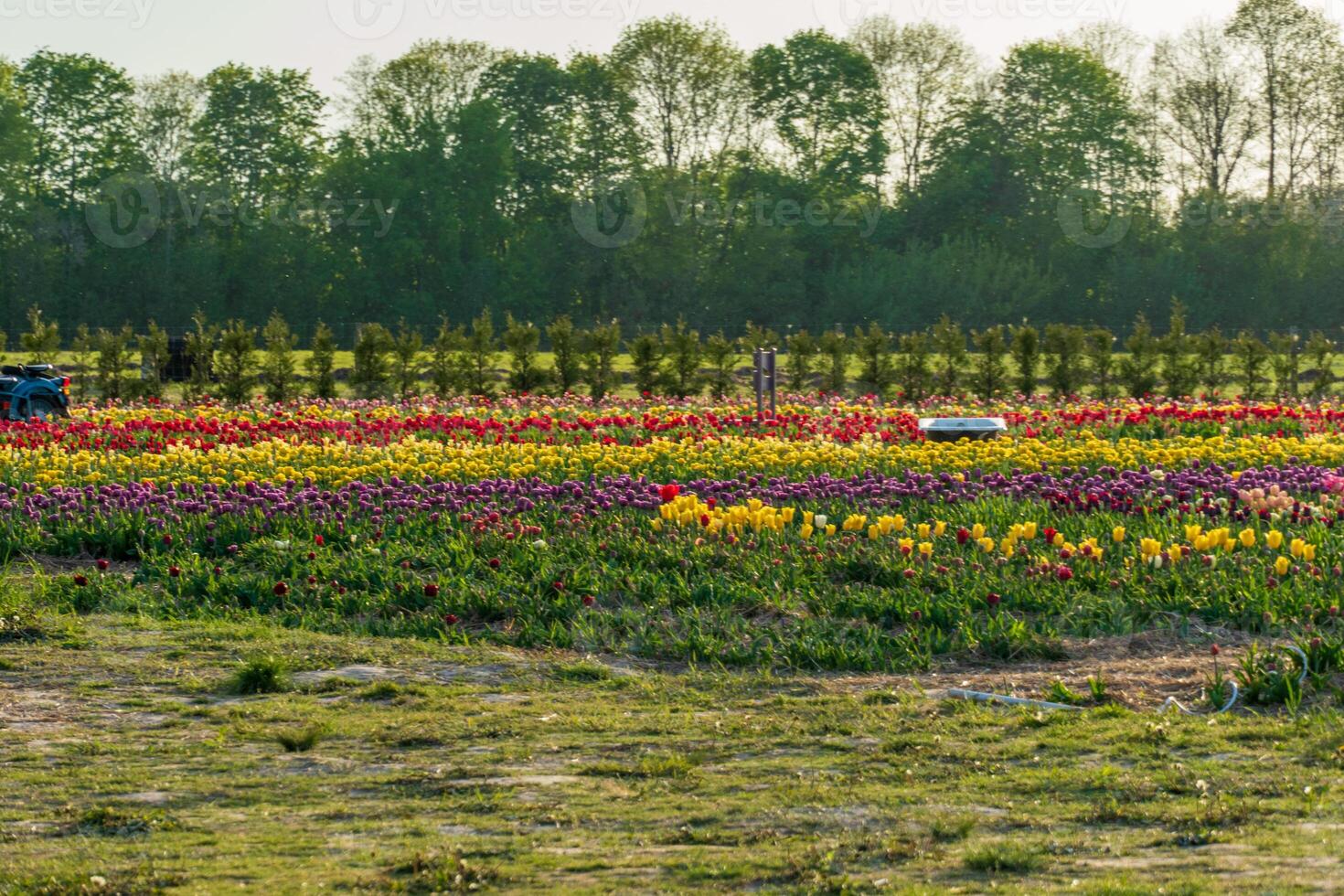 Vibrant tulips bloom across a spring field, displaying rows of red, yellow, and purple flowers against distant trees. photo