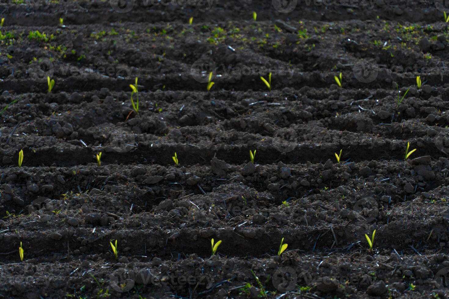Freshly sprouted corn plants emerge from dark soil in well-defined rows, showcasing the beginning of their growth during the early spring season photo