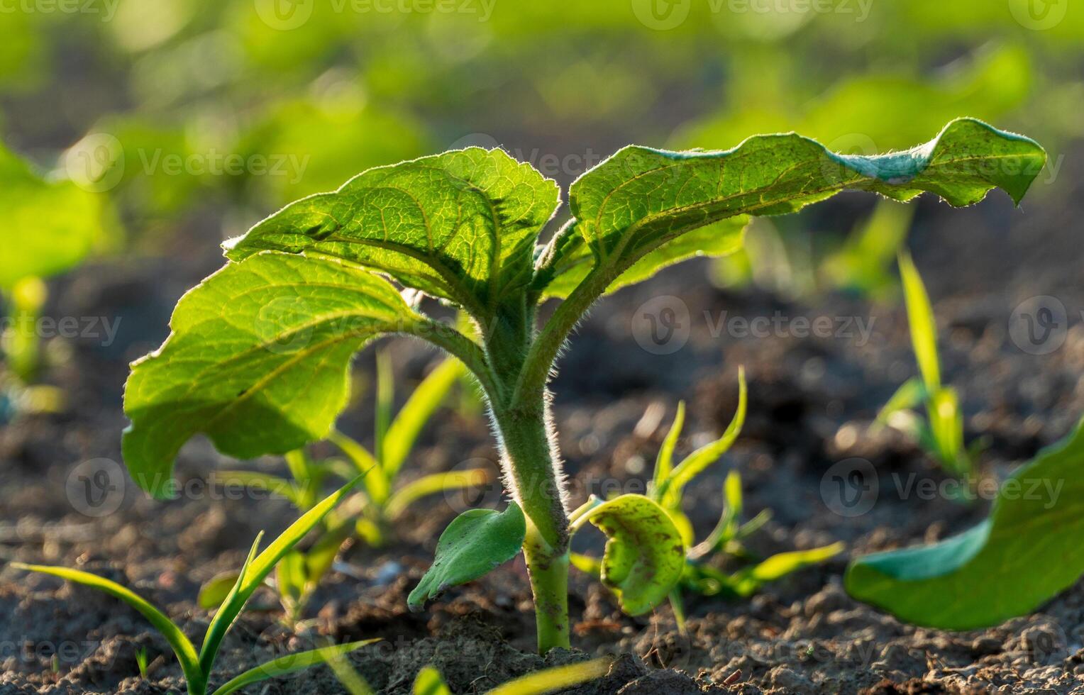 A vibrant young soybean plant stands upright in fertile soil under bright sunlight, showcasing healthy green leaves amidst developing grass photo