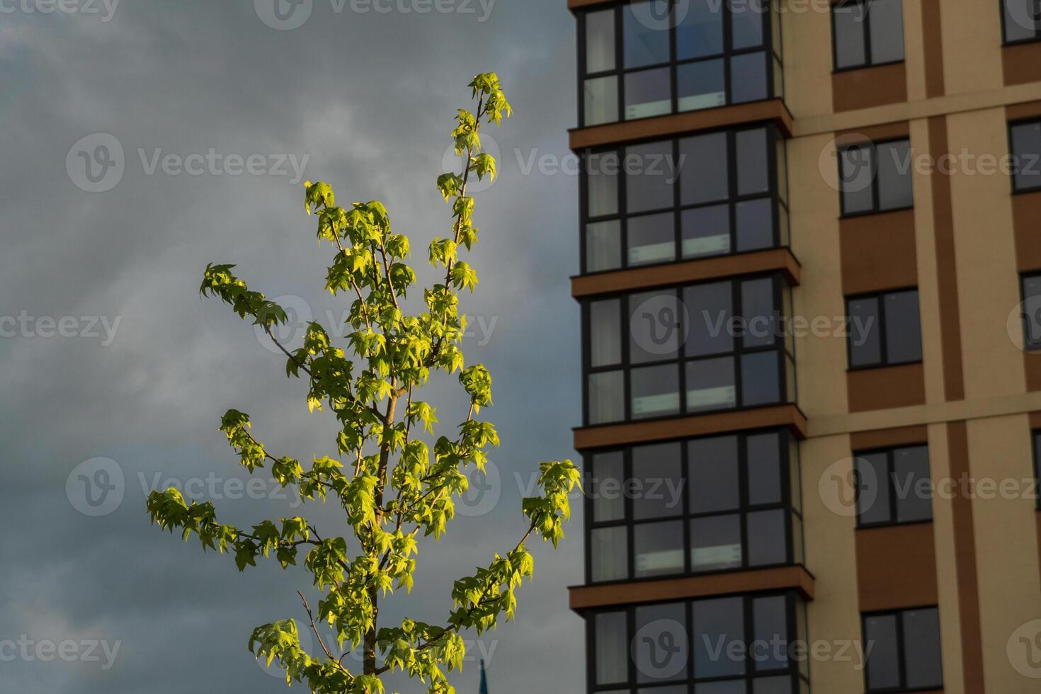 Bright Green Foliage of a Young Tree Against an Apartment Building Facade photo